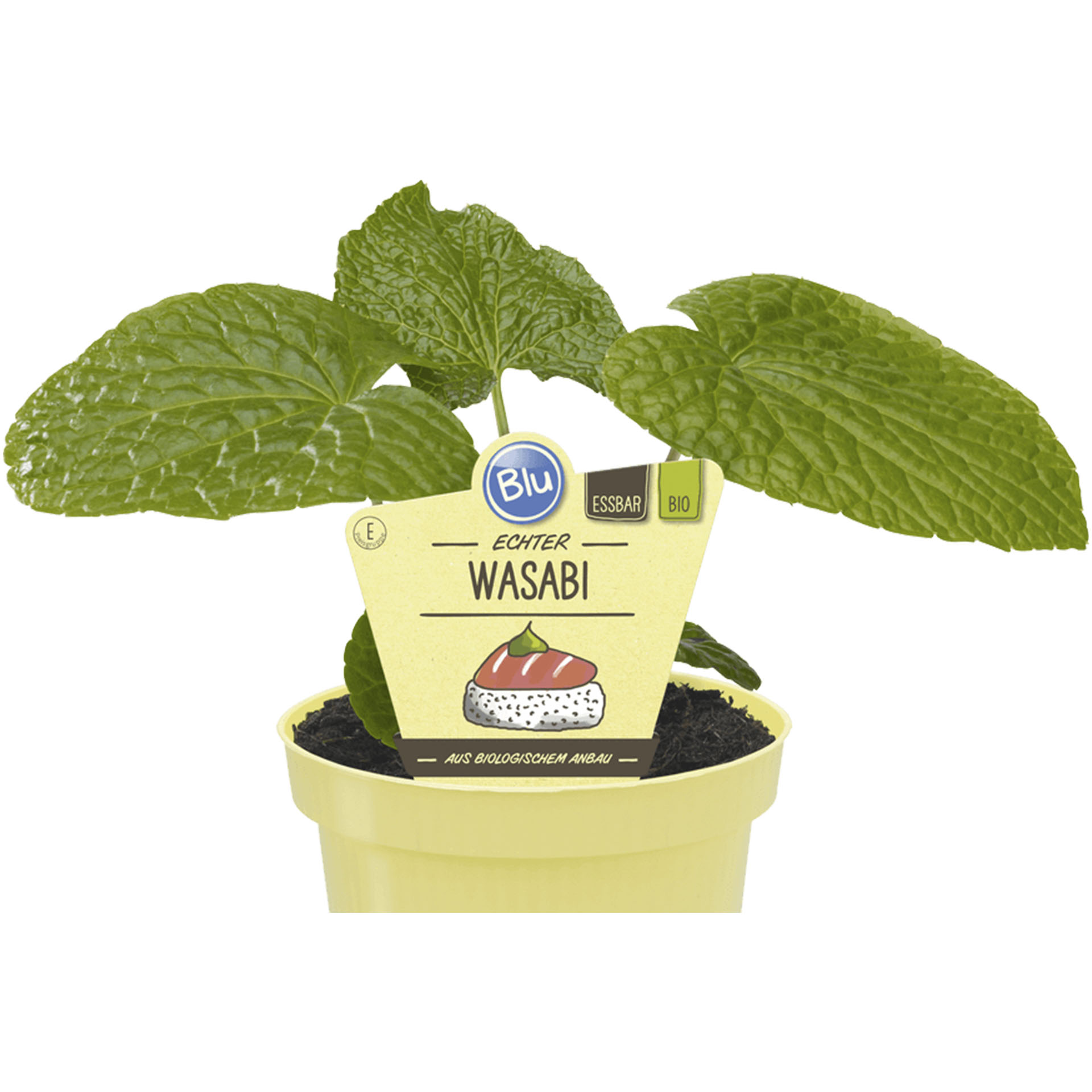 Pflanztopf mit Bio Wasabi und Pflanzstecker