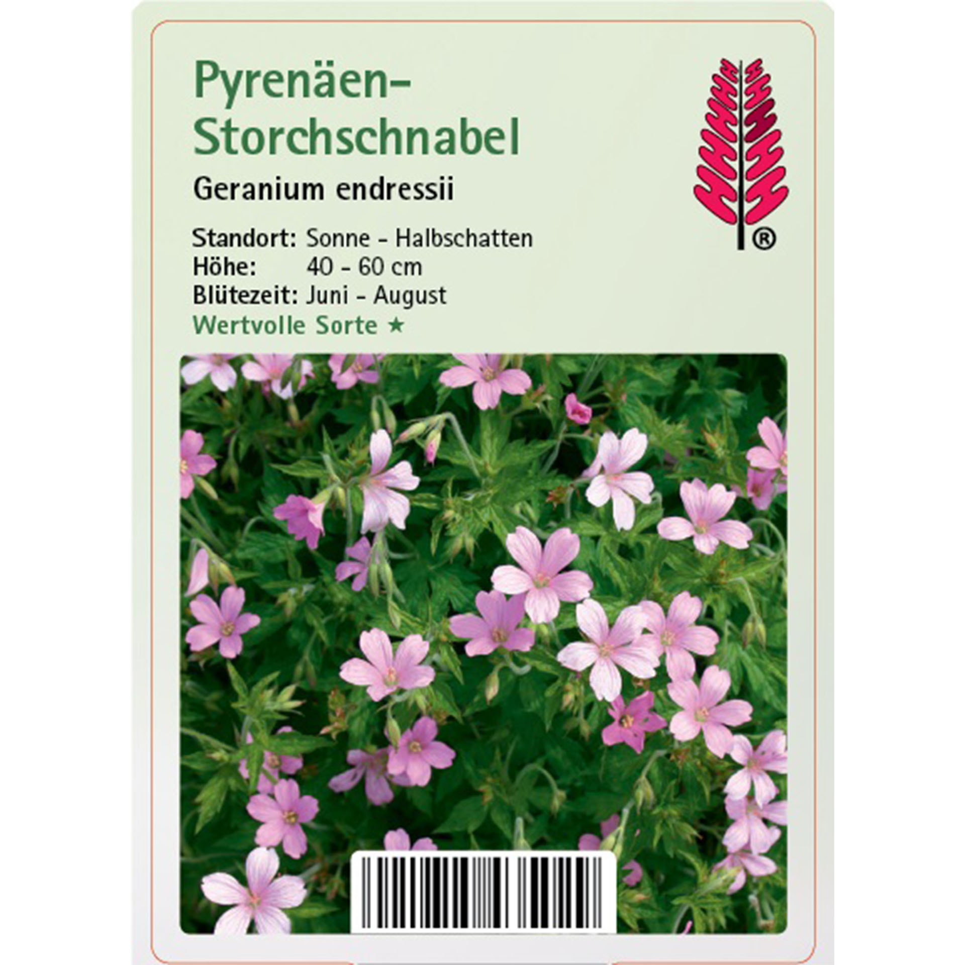 Blume, Geranie, Pflanze, Blütenblatt