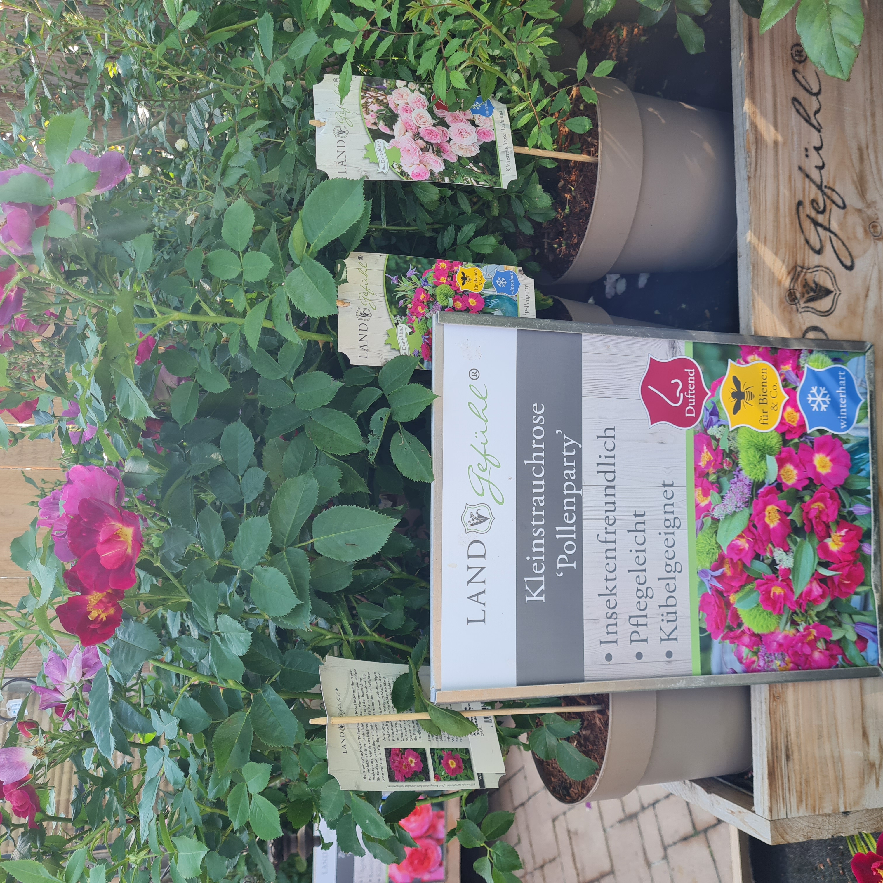 Topfpflanze, Geranie, Pflanzgefäß, Blumen-Arrangement, Blütenblatt