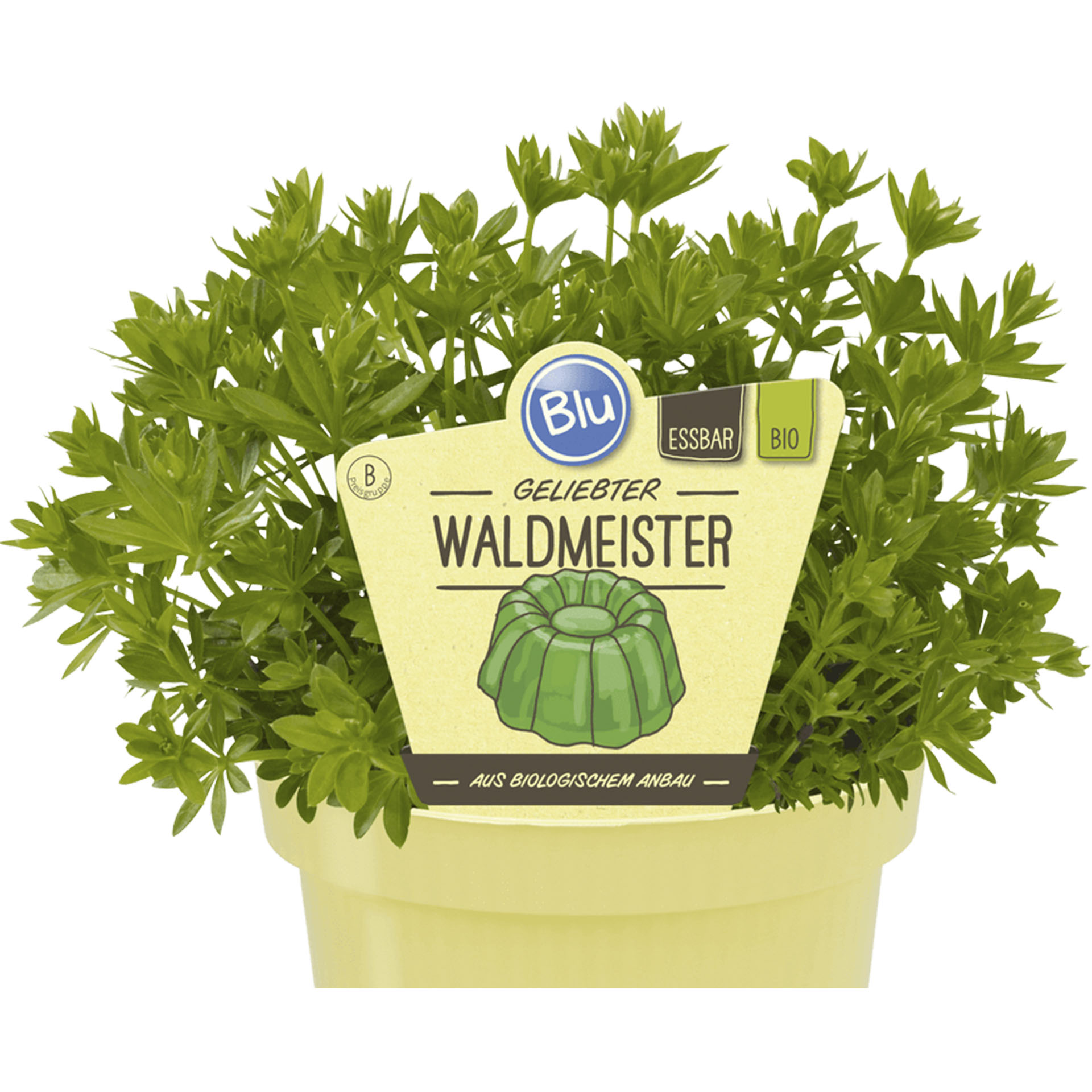 BIO Waldmeister im Pflanztopf mit Pflanzenstecker