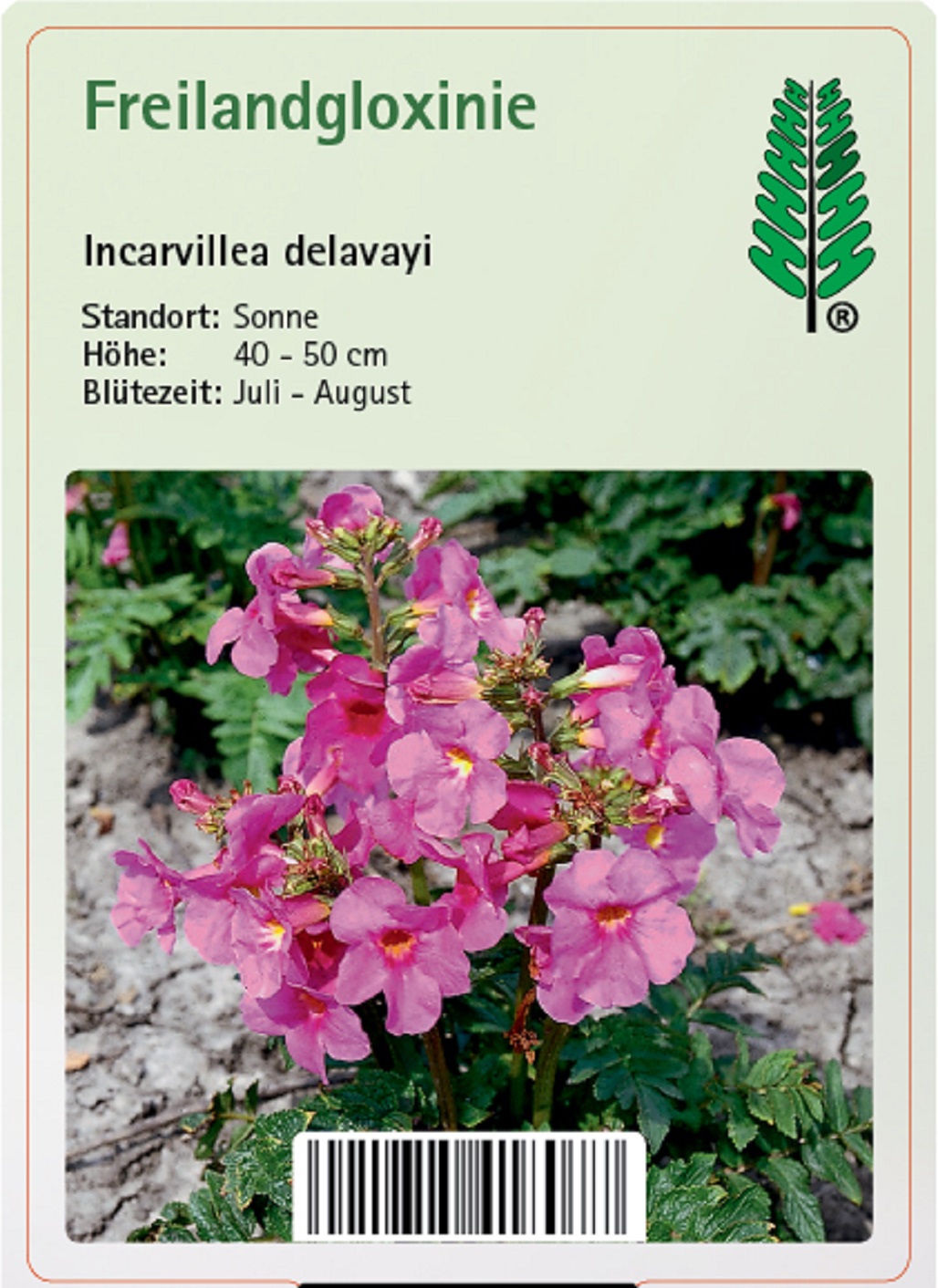 Yunnan-Freilandgloxinie - Incarvillea delavayi, 11cm Topf