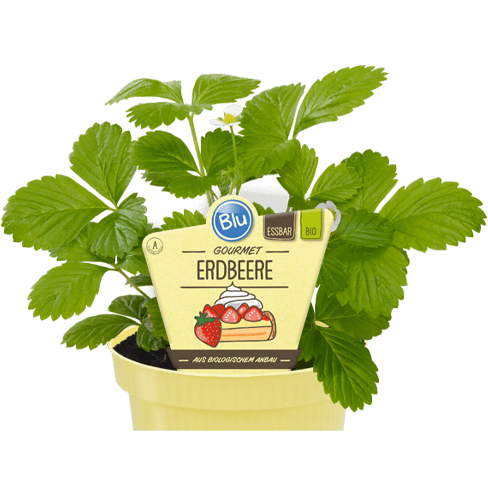 Kräuter, Pflanze, Kräuterig, Blatt, Minze