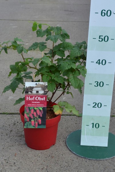 Loganbeere Rubus idaeus 'Tayberry' Kreuzung mit Himbeere und Brombeere Beerenobst