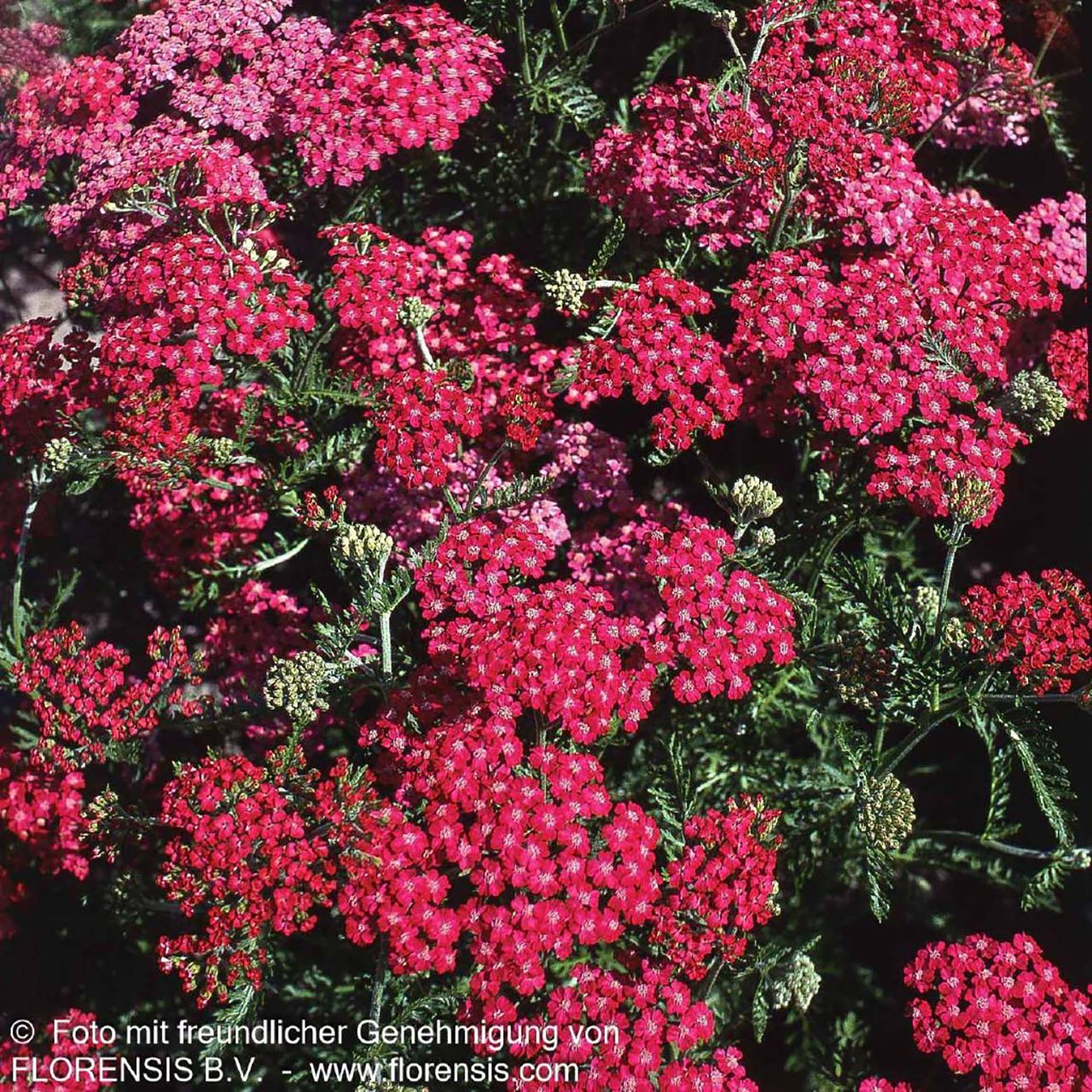 Blume, Geranie, Kräuterig, Vegetation, Blumenstrauß, Blume, Geranie, Bewuchs, Blütenblatt, Apiaceae