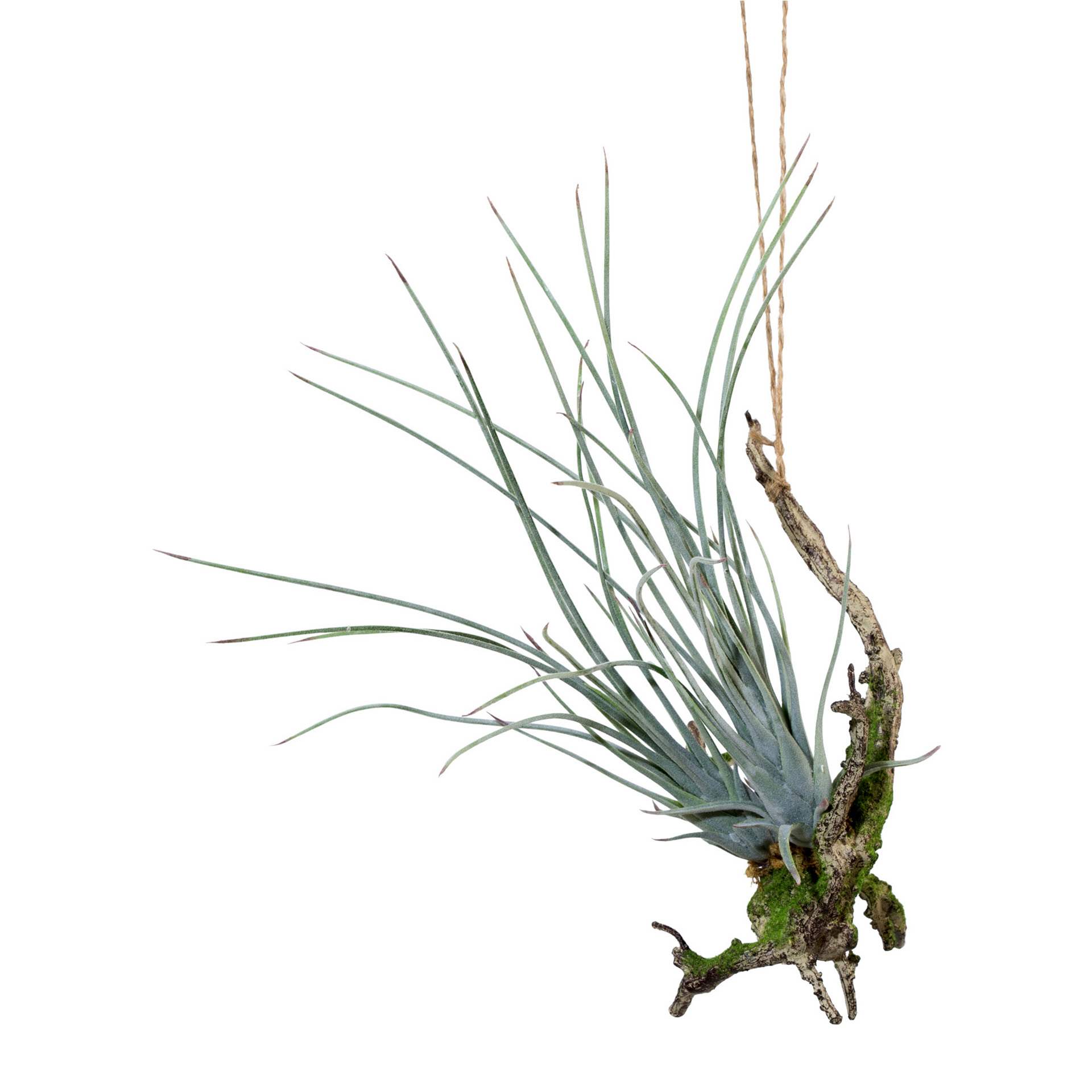 Kunstpflanze Hängeast mit Tillandsie 33cm