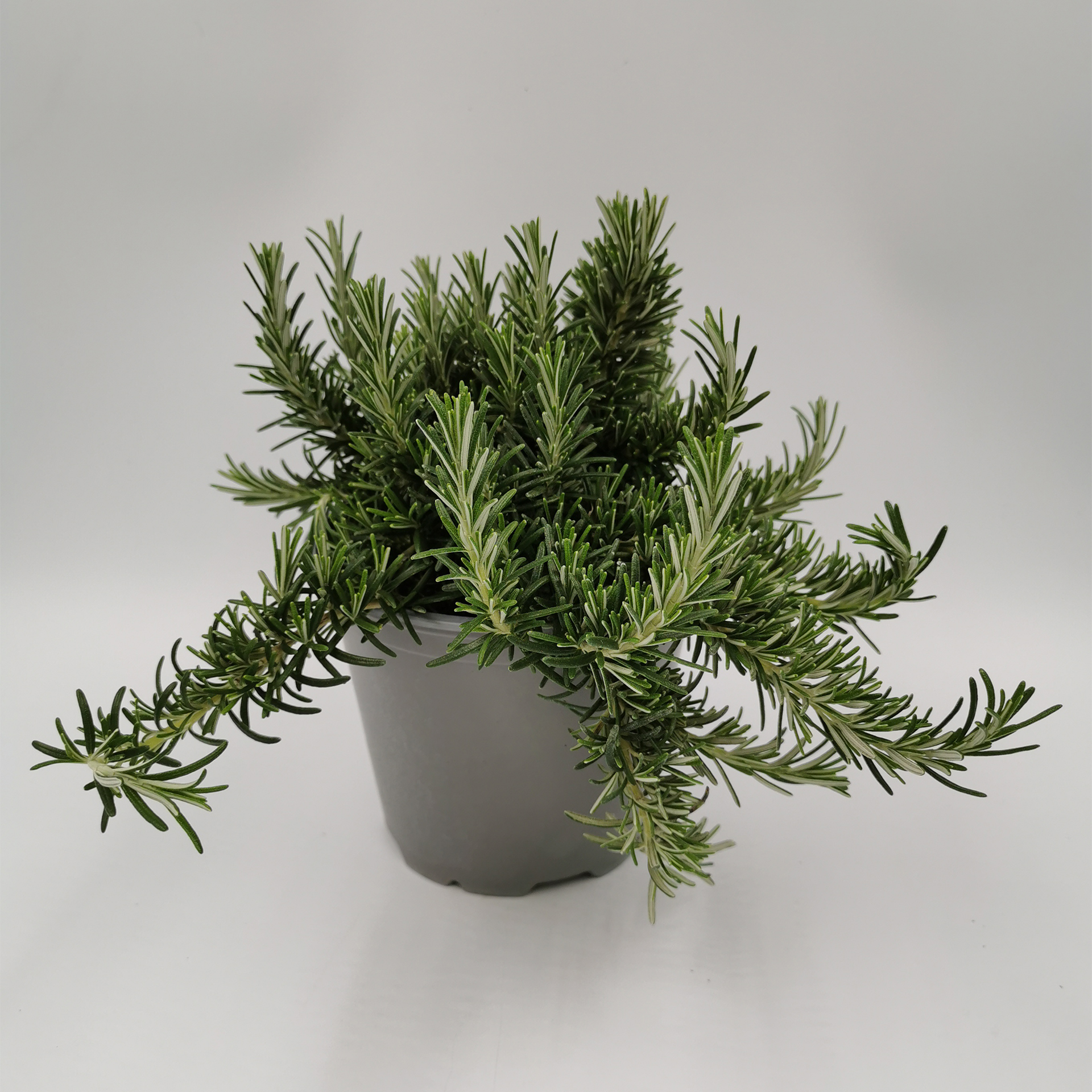 Rosmarin hängend Gewürzpflanze Gewürz Kräuter Küchenkräuter Küchengewürz