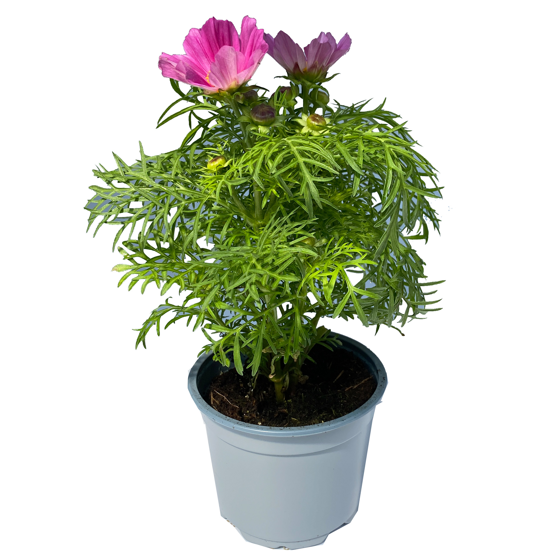 Schmuckkörbchen rosa