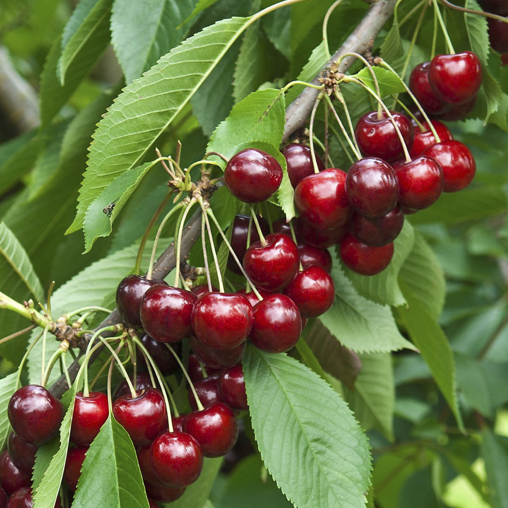 reife braun-rote Früchte an einem Ast des Kirschbaumes