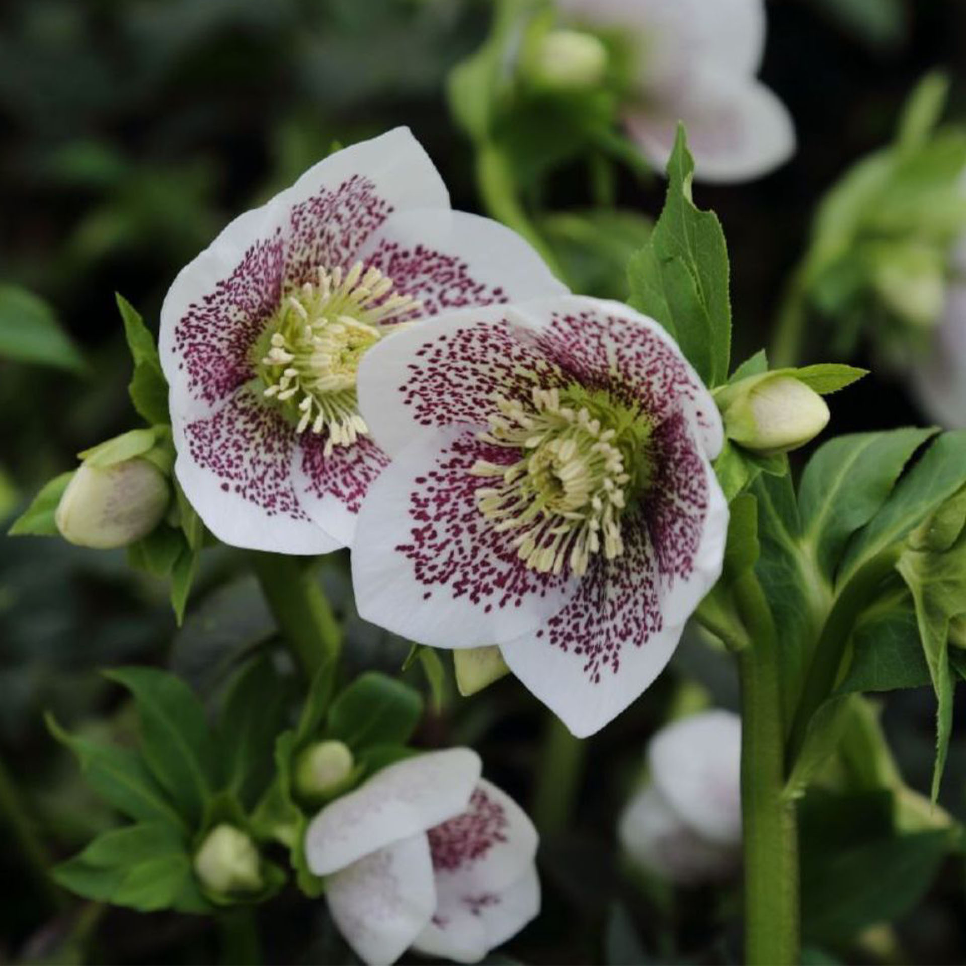 Eine andere, Blume, Blütenblatt, Anemone, Rose
