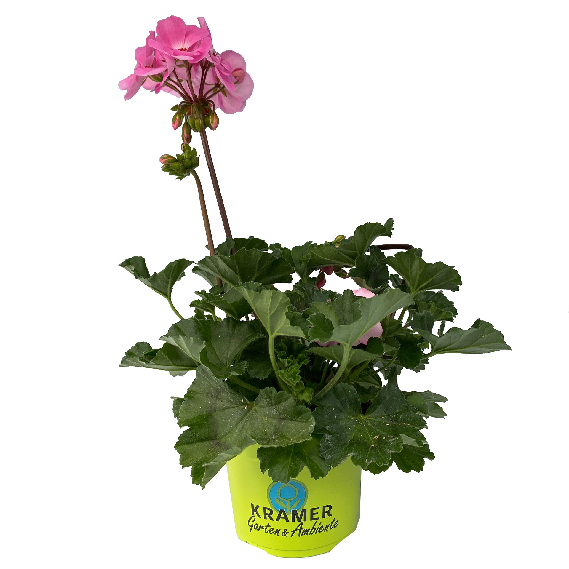Geranie stehend 'Rosita'- Pelargonium zonale, 12cm Topf