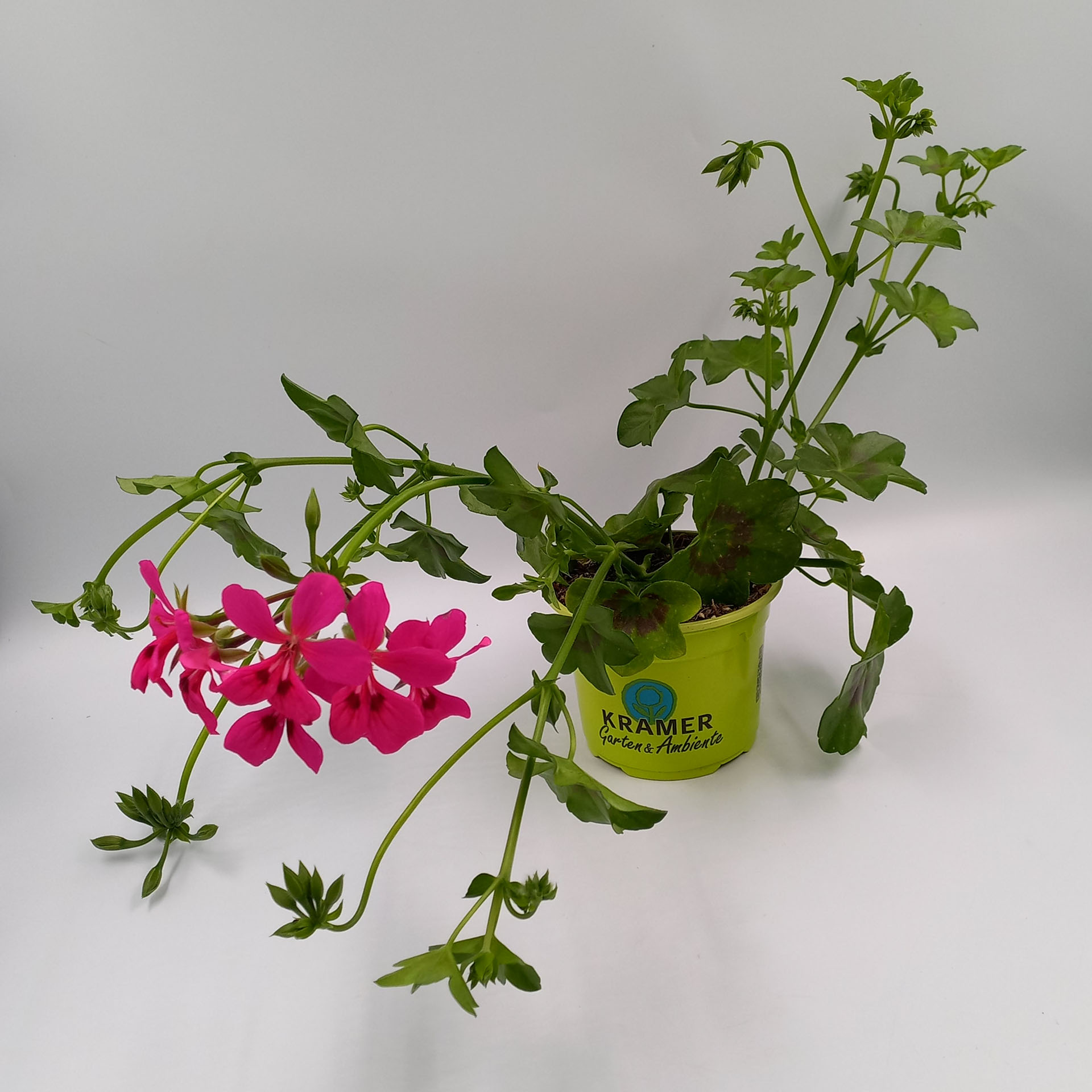 Blume, Geranie, Pflanze, Kräuter