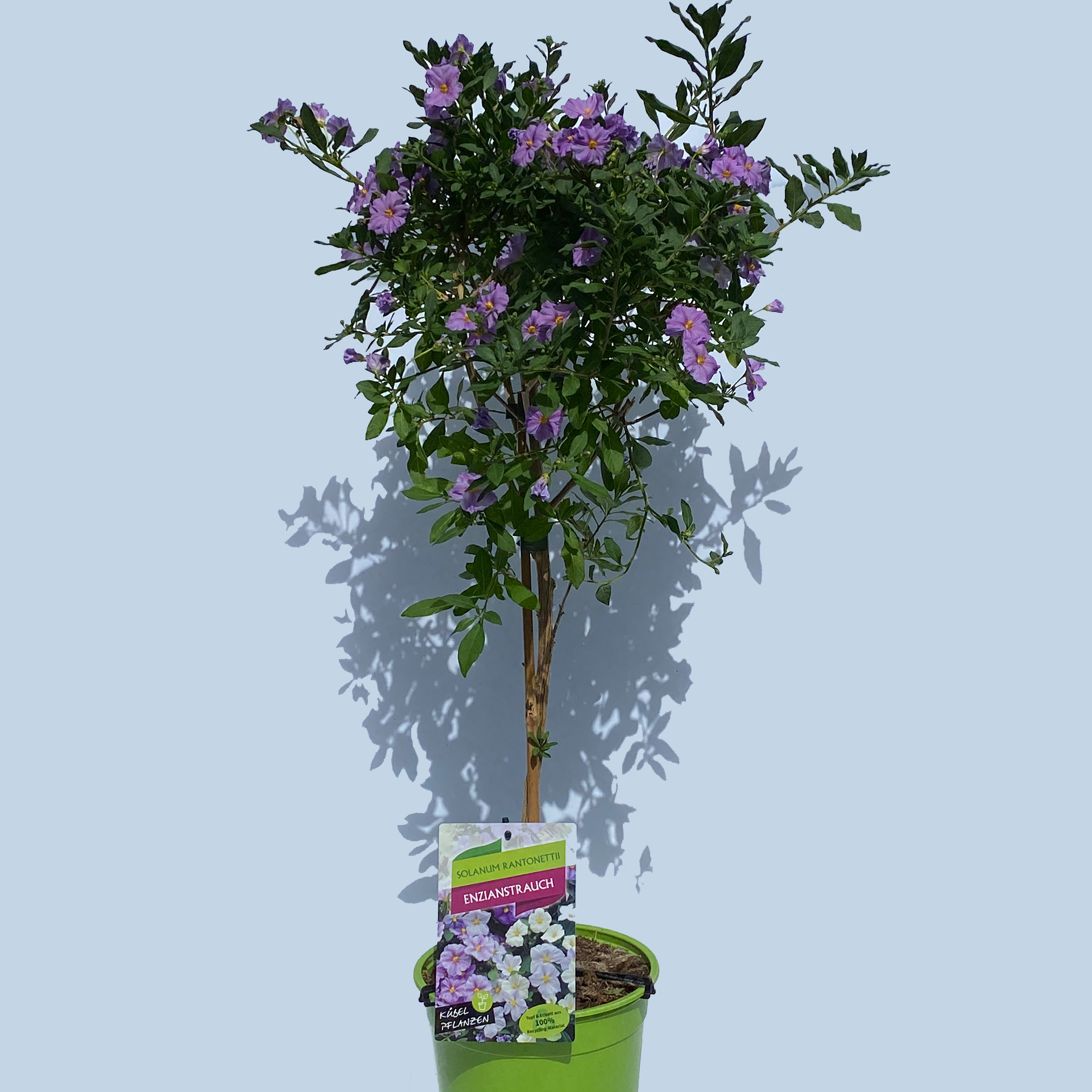 Enzianstrauch Stamm - Solanum rantonettii hellblau, 19cm Topf