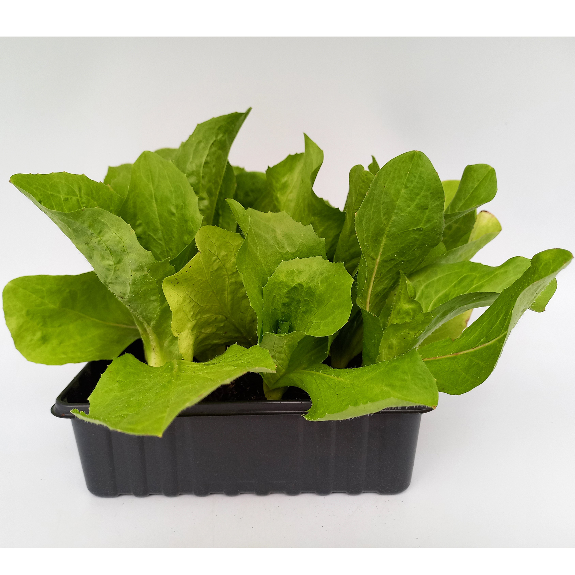 Zuckerhut Salatpflanzen