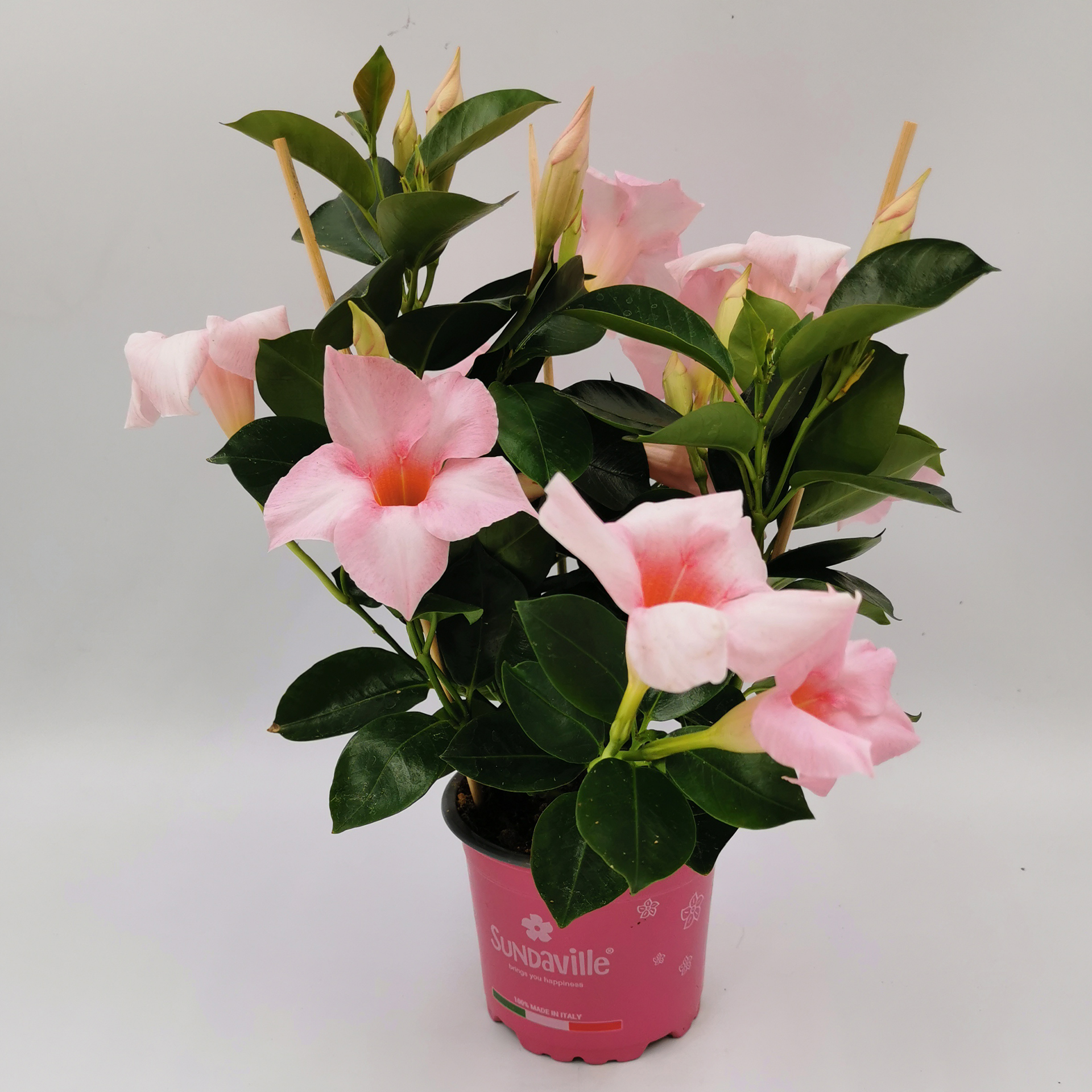 Dipladenie / Mandevilla - Dipladenia pink, 10,5cm Topf