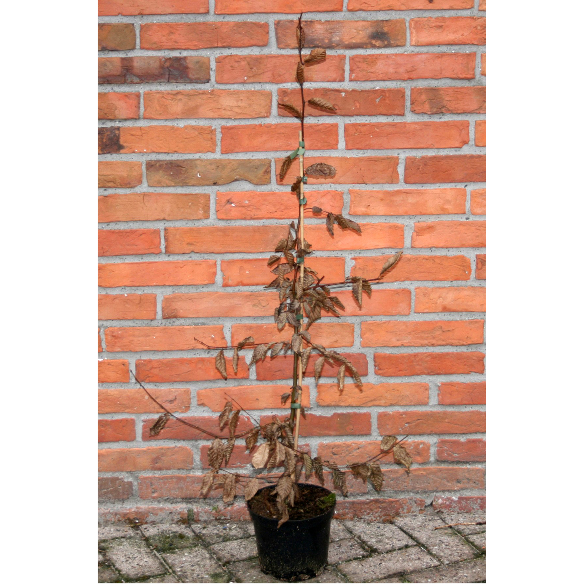 Hainbuche - Carpinus betulus, C3 60-100cm