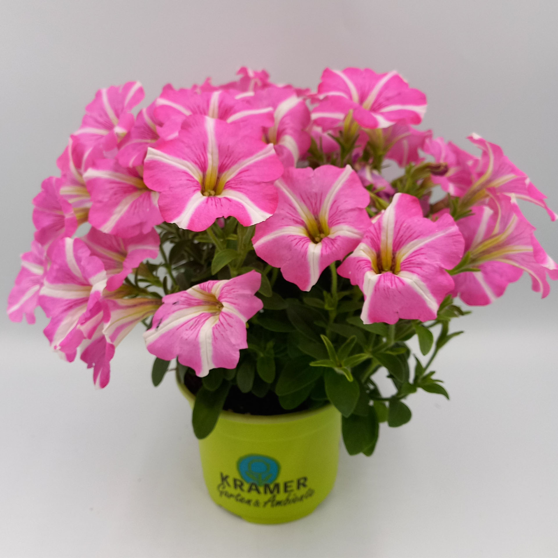 pink/weiß blühende Pflanze im TopfBlume, Geranie, Pflanze, Pflanze im Topf, Blumen-Arrangement