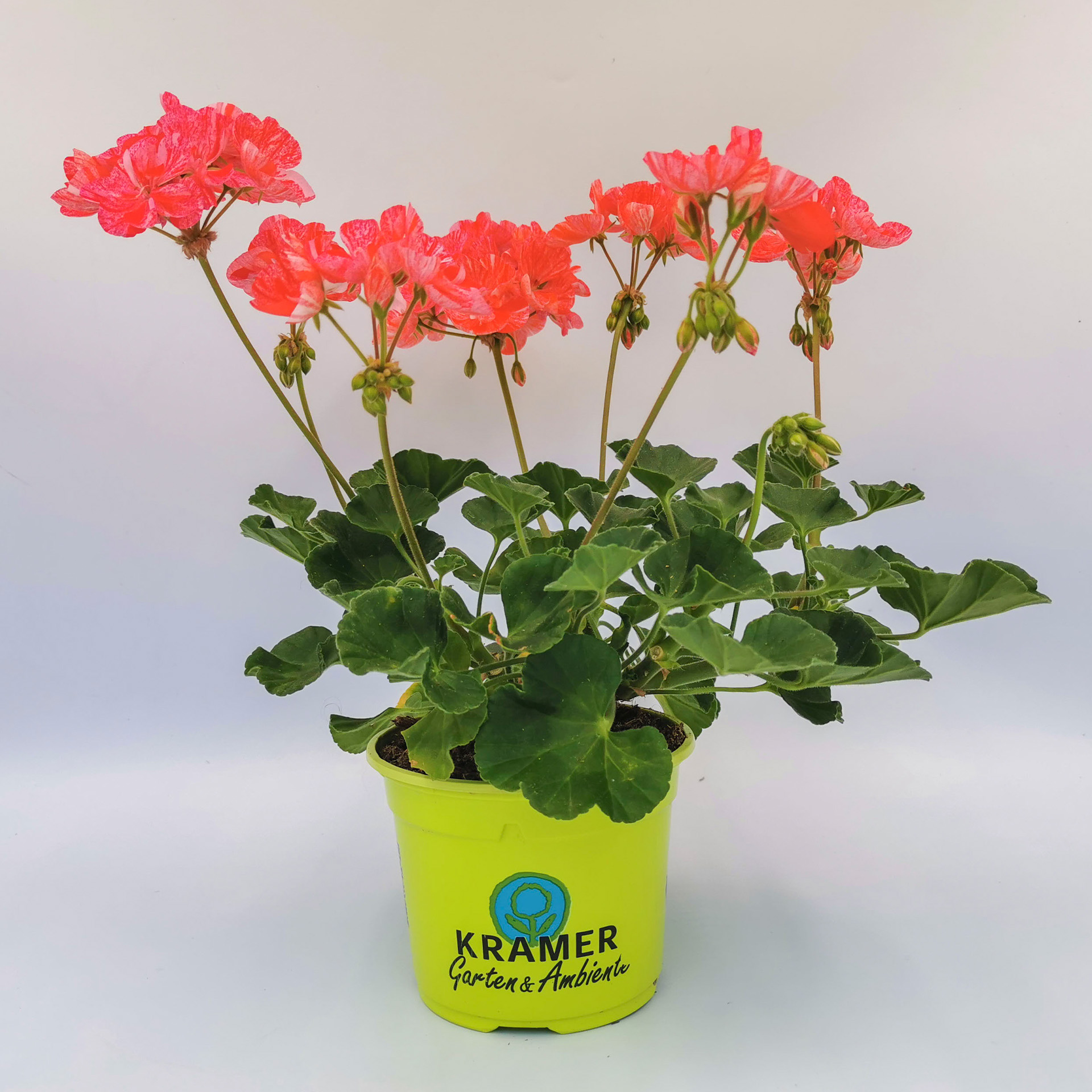 Geranie stehend 'Mosaic® Red'- Pelargonium zonale, 12cm Topf