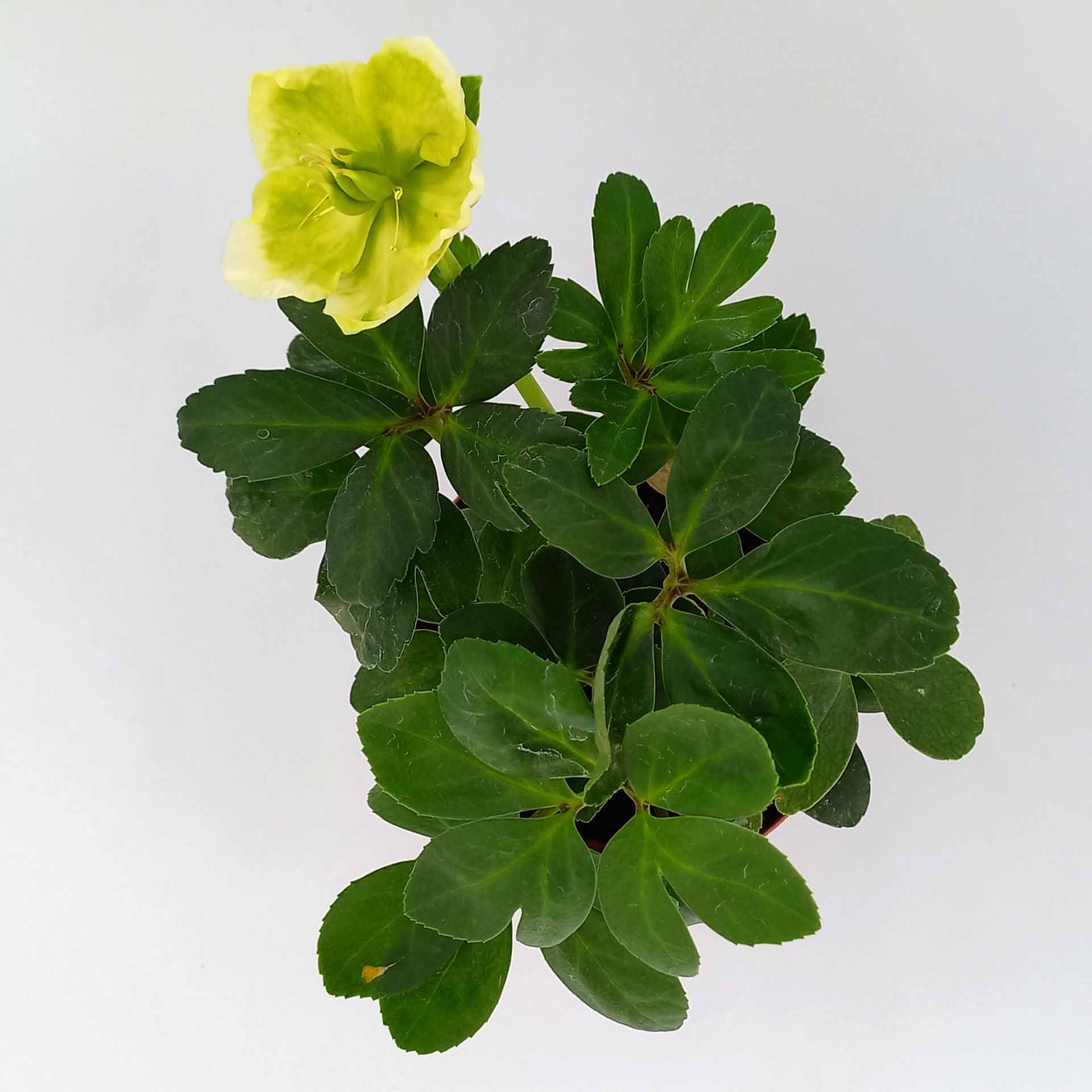 Christrose Helleborus niger 5cm Topf