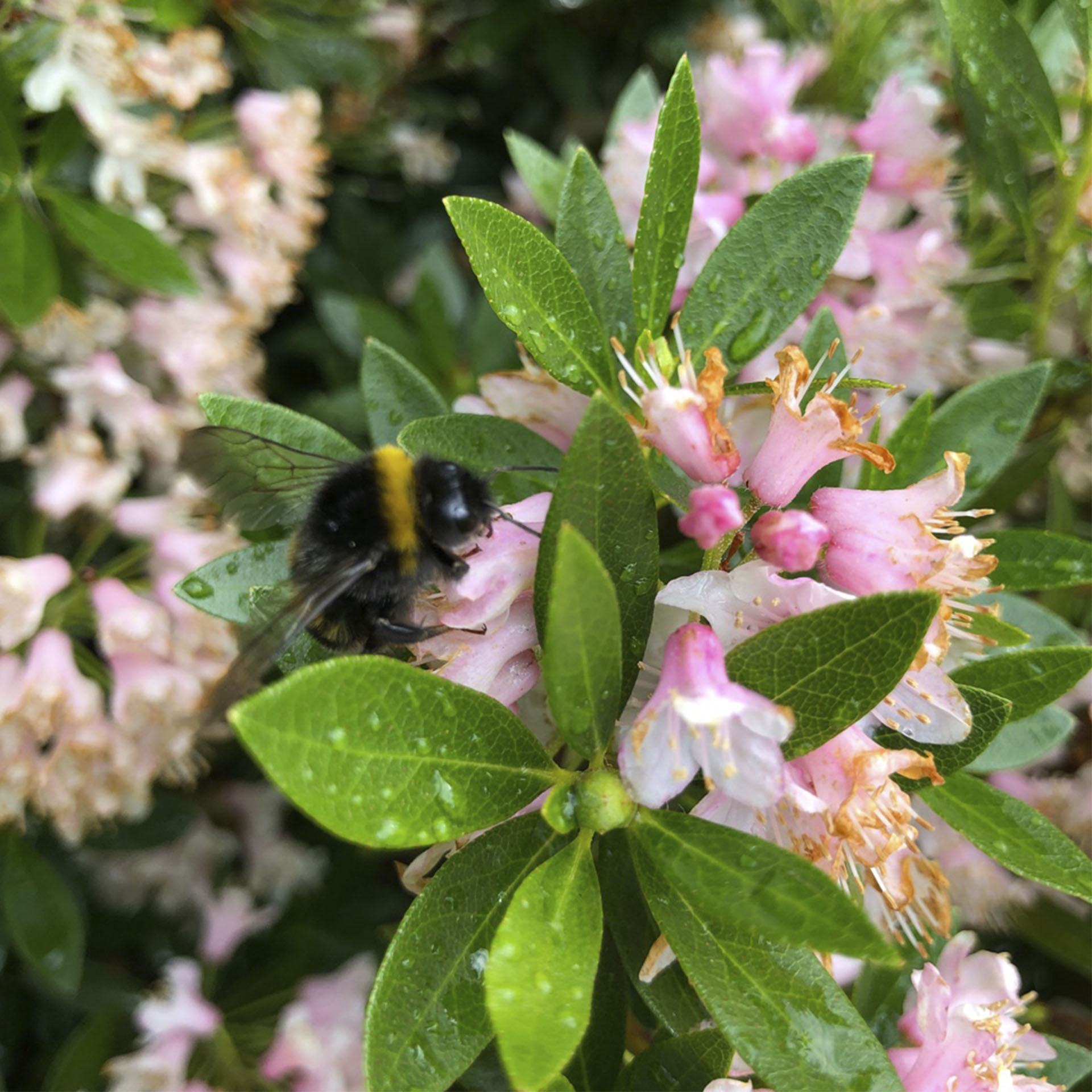 Rhododendron - Rhododendron micranthum 'Bloombux'® Pink, C2