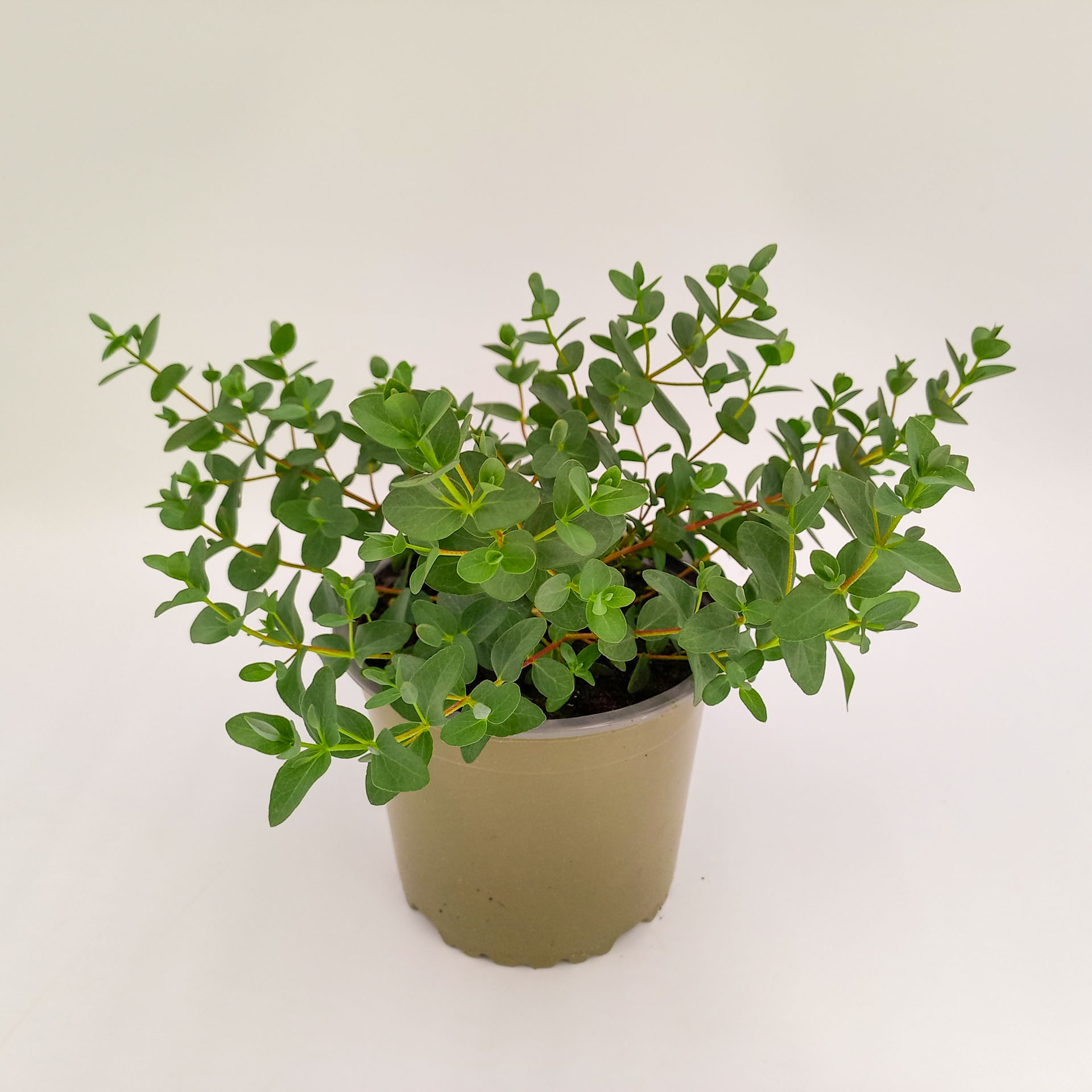 Eukalyptus gunnii 13cm