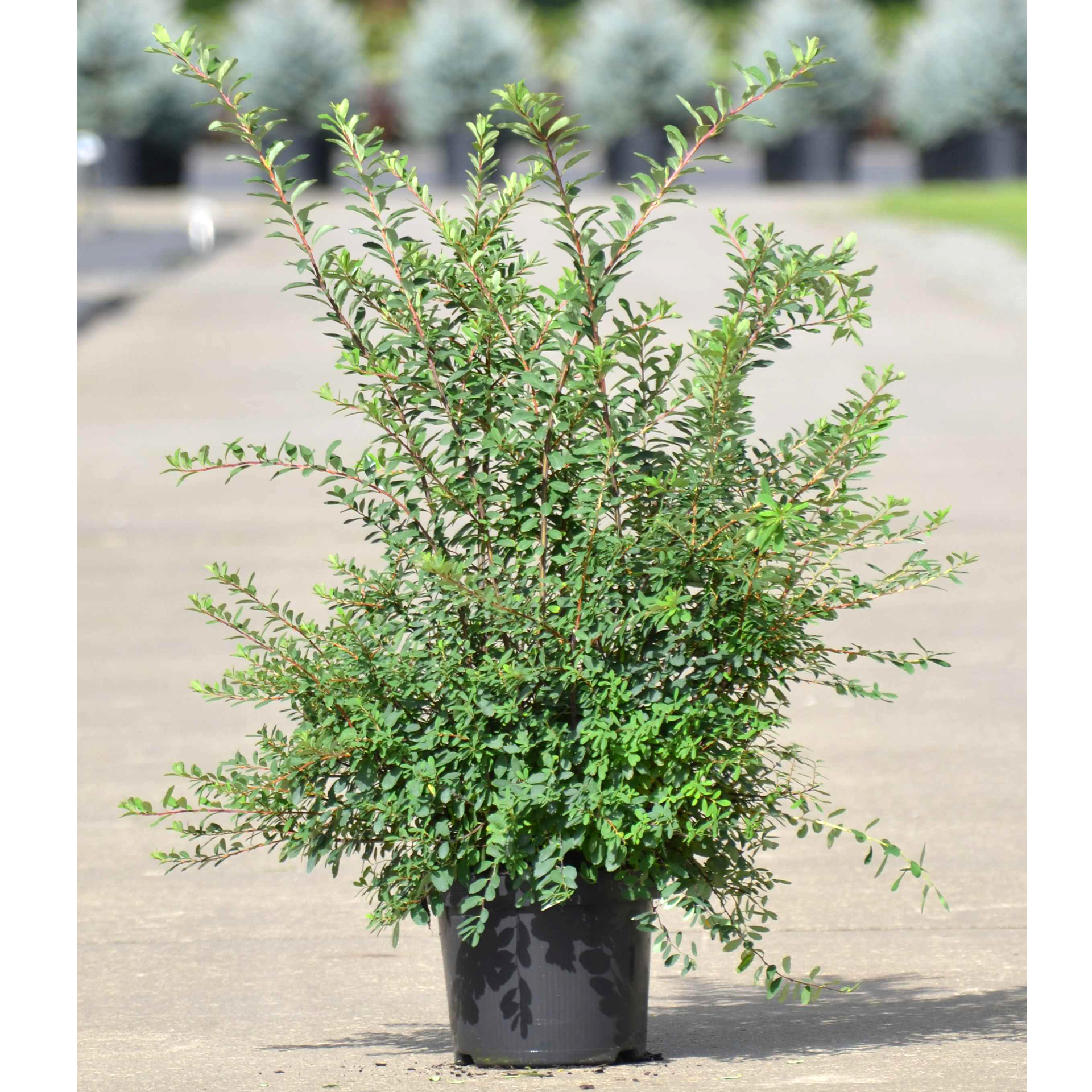Strauch-Spiere - Spiraea nipponica 'Snowmound', C4,5 50-60cm