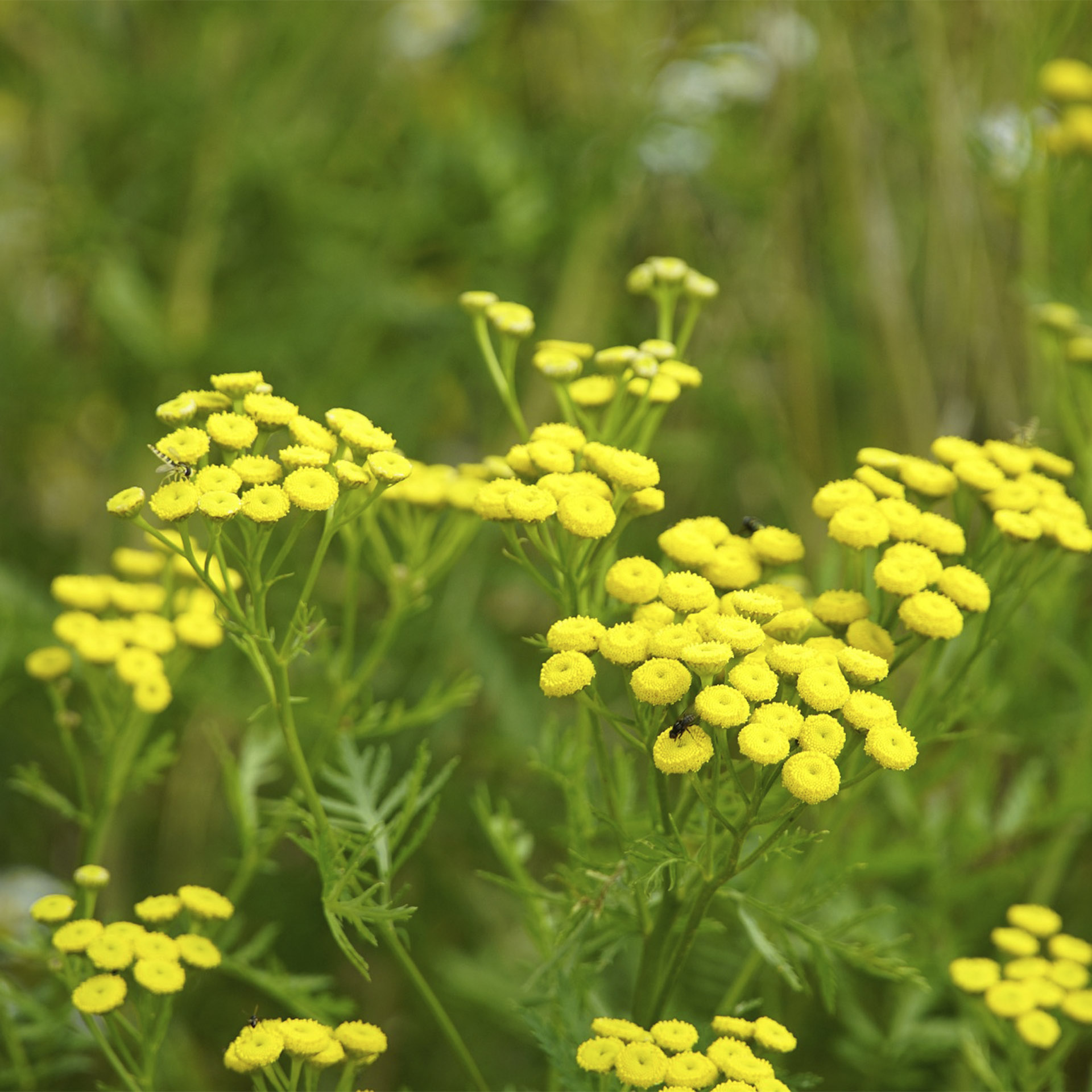 Rainfarn - Tanacetum vulgare