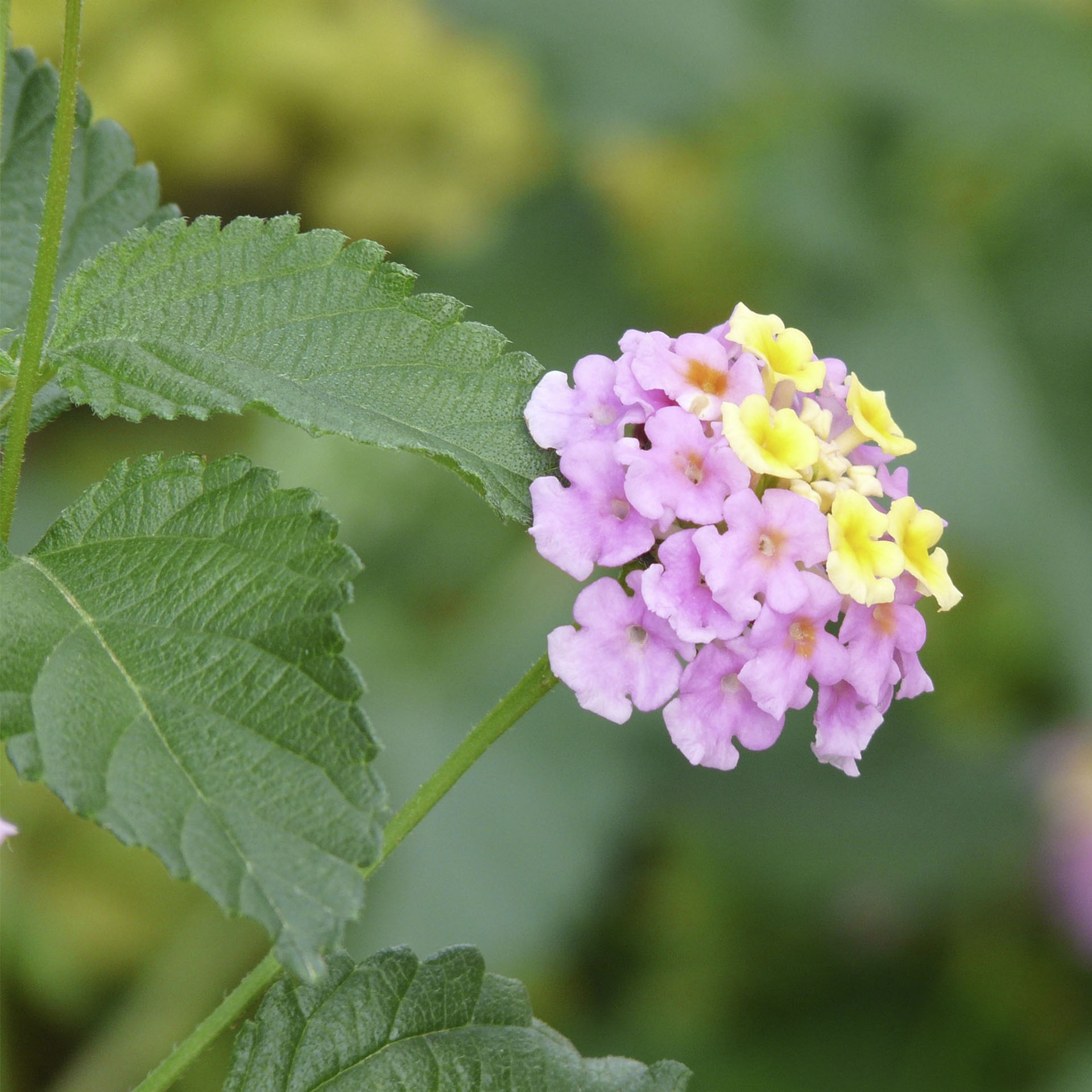 rosé Blüte des Wandelröschens camara