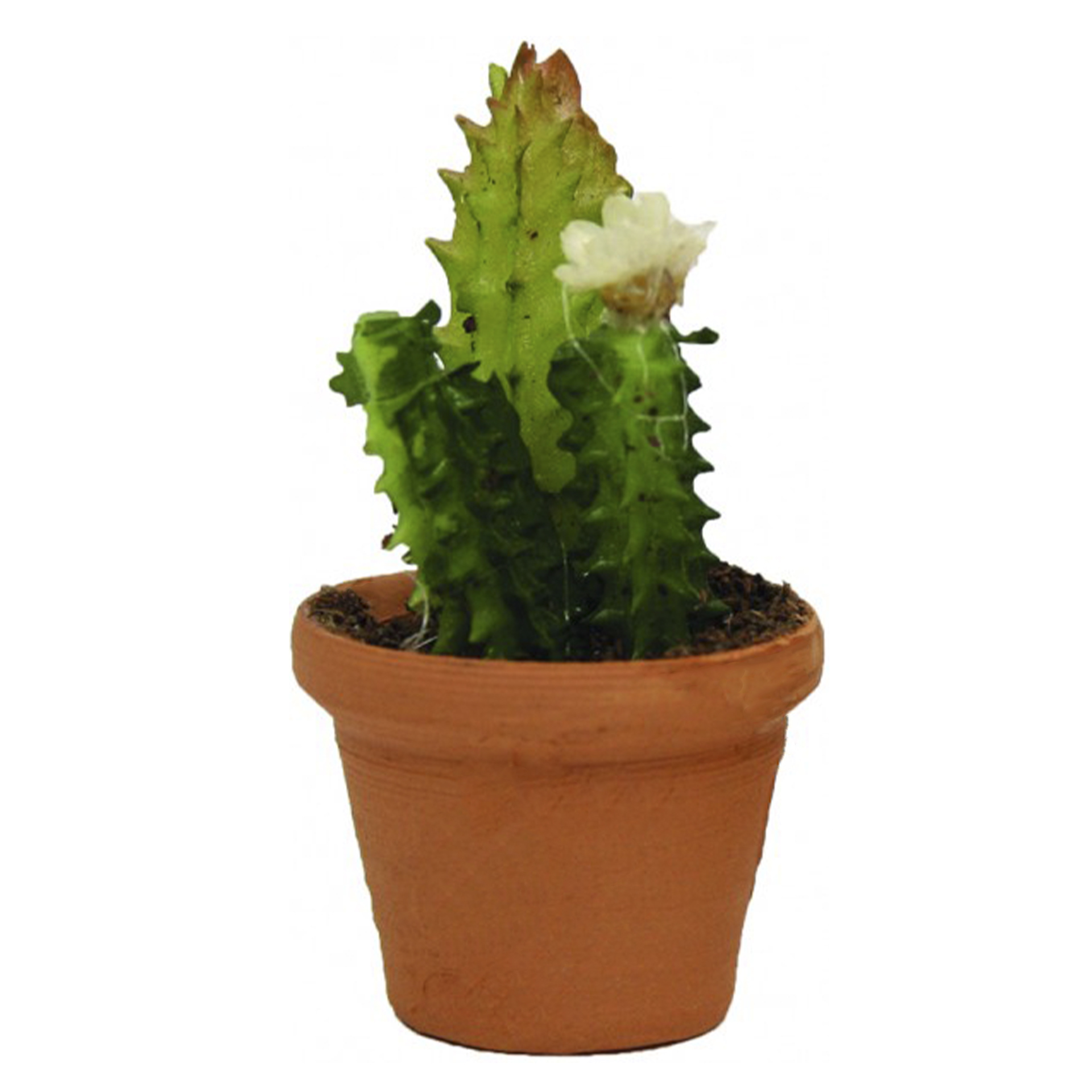 Blumentopf mit Kaktus Krippenbotanik für eine lebendige Krippenlandschafte