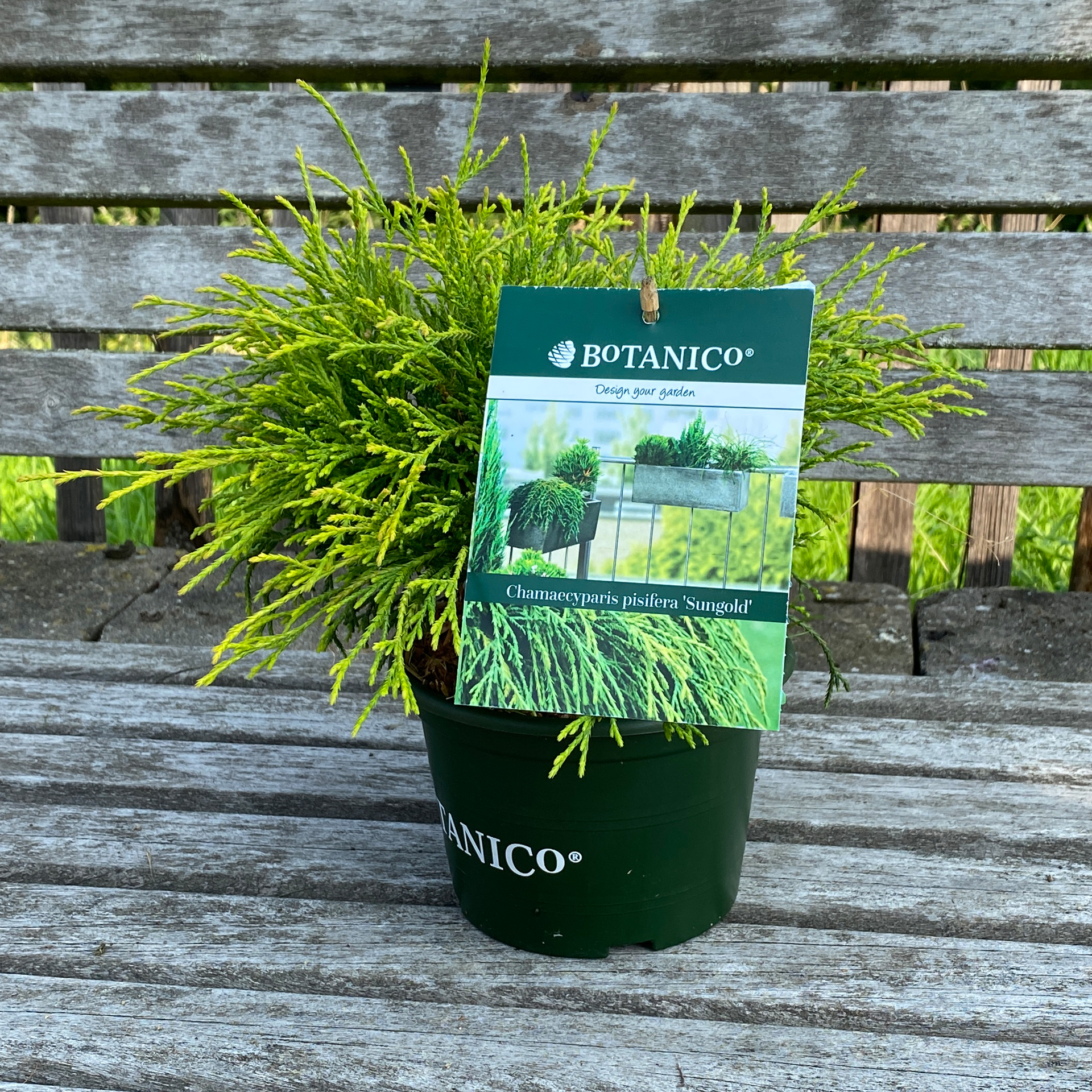 Gelbe Fadenzypresse Konifere Garbbepflanzung Heckenpflanze