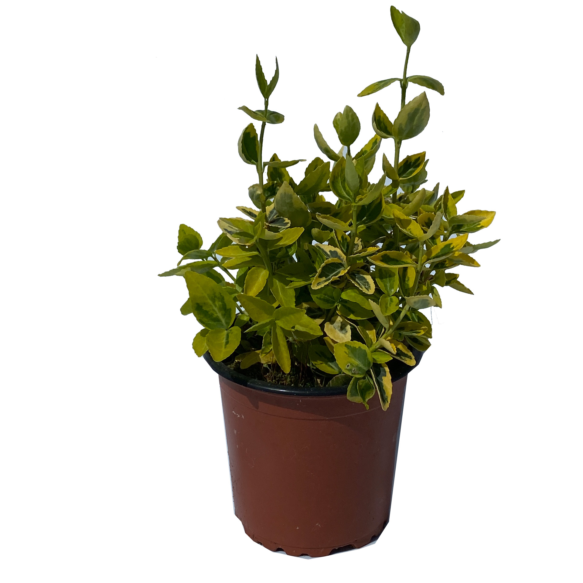 Kriechspindel Bodendecker  Dauerbepflanzung Grabbepflanzung