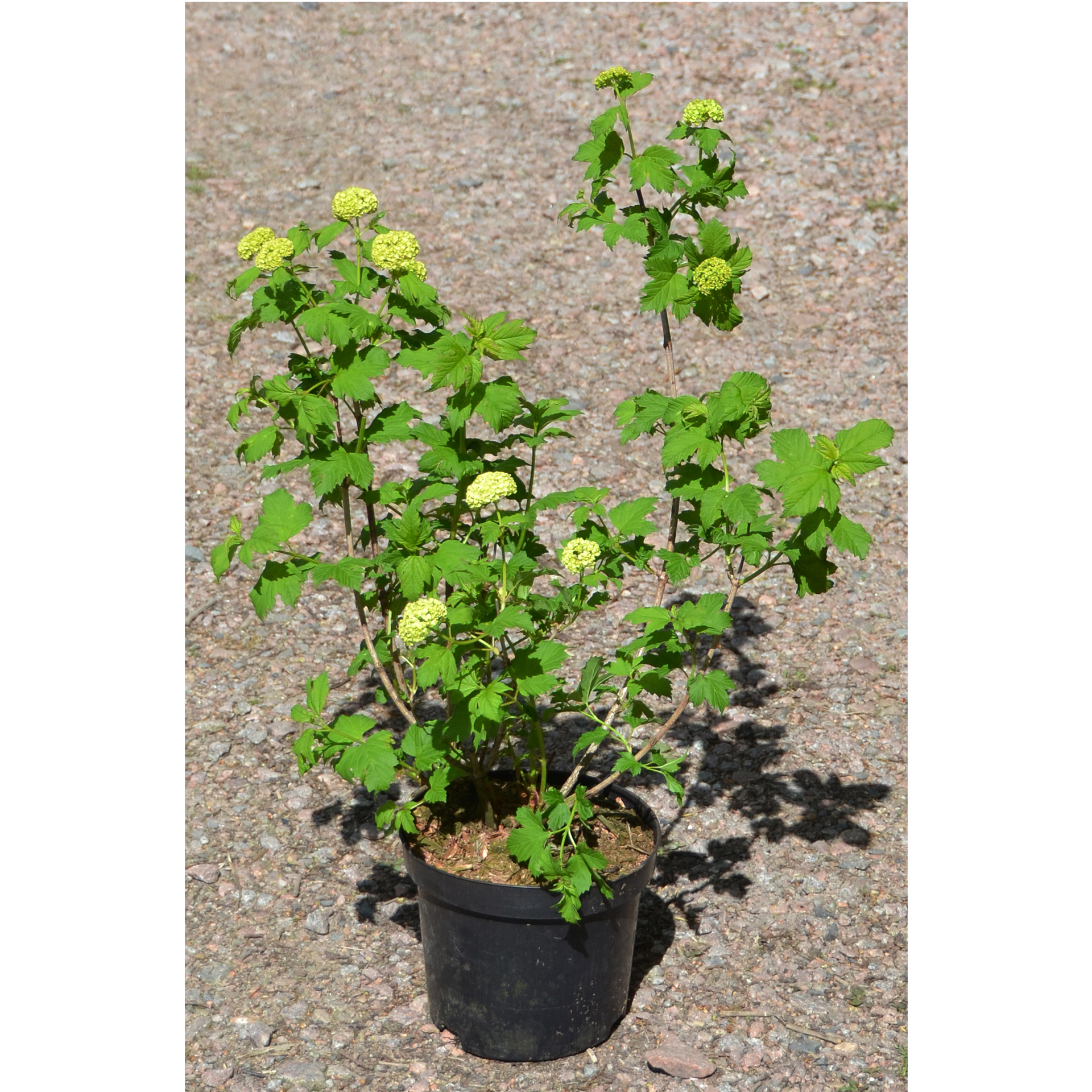 Schneeball gefüllt - Viburnum oppulus 'Roseum', C4,5 60-80cm