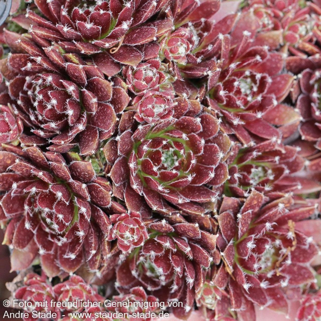 Konifer, Pflanze, Baum