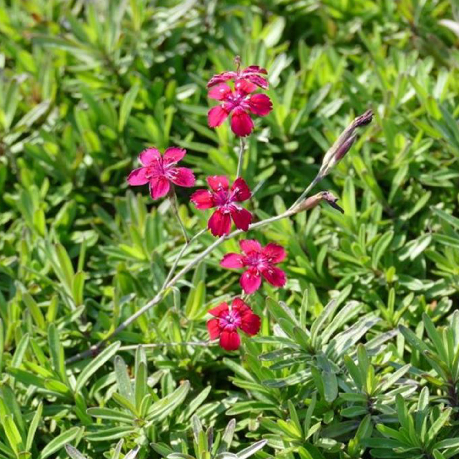 Blume, Pflanze, Vegetation, Blütenblatt, Nelke