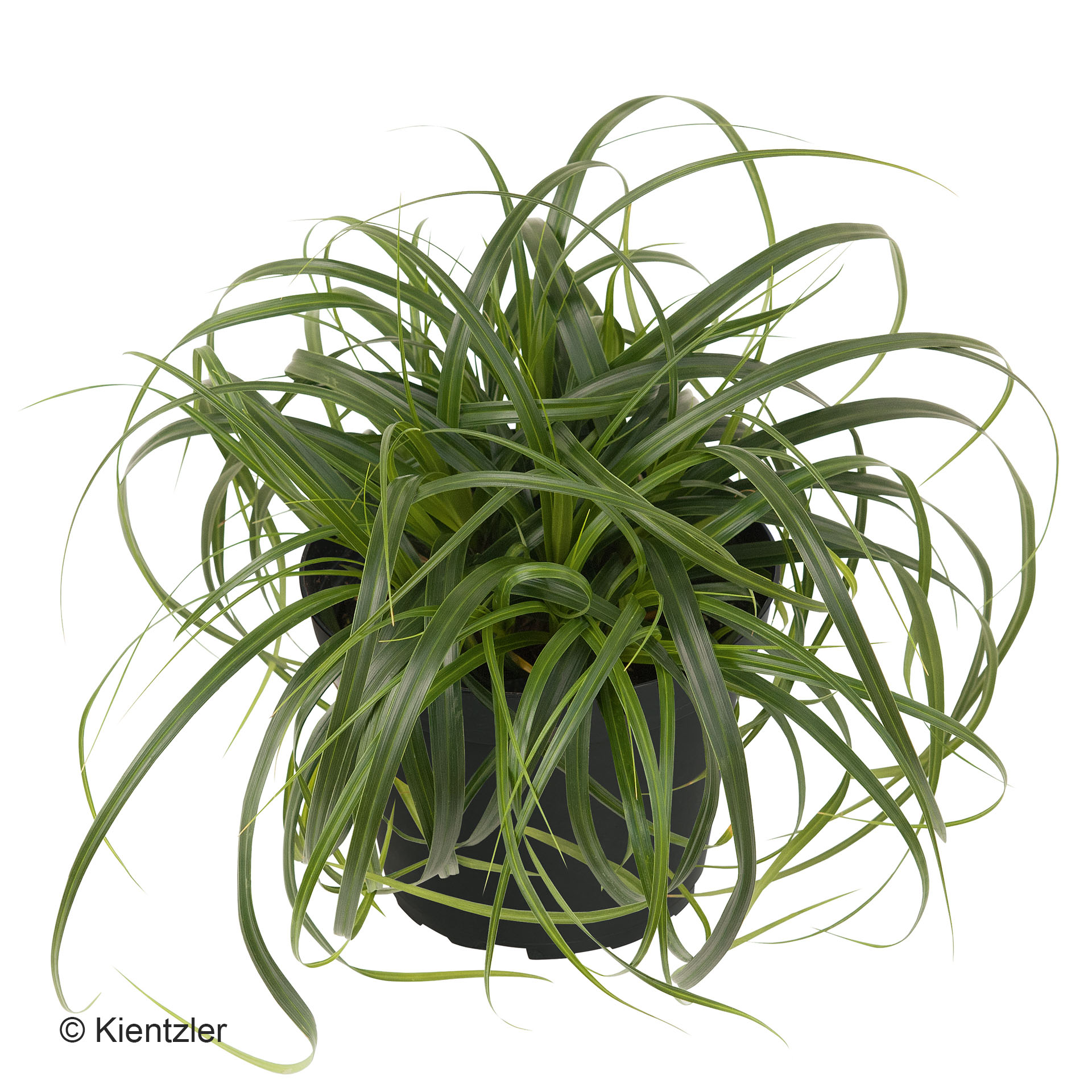 spider plant, potted plant, grüne blätter, zimmerpflanze, lange blätter