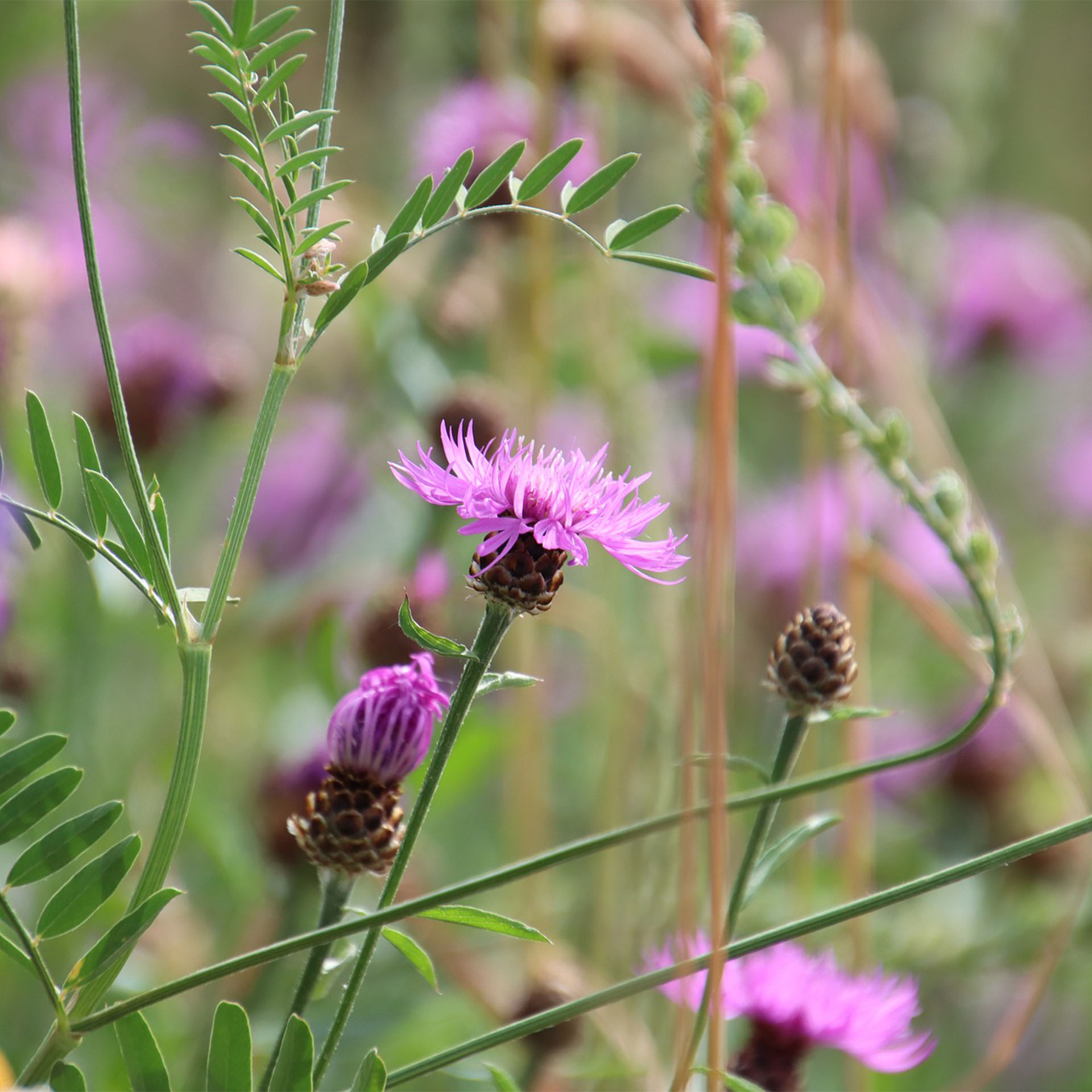 Blume, Lila, Wildblume, Distel, Blüte