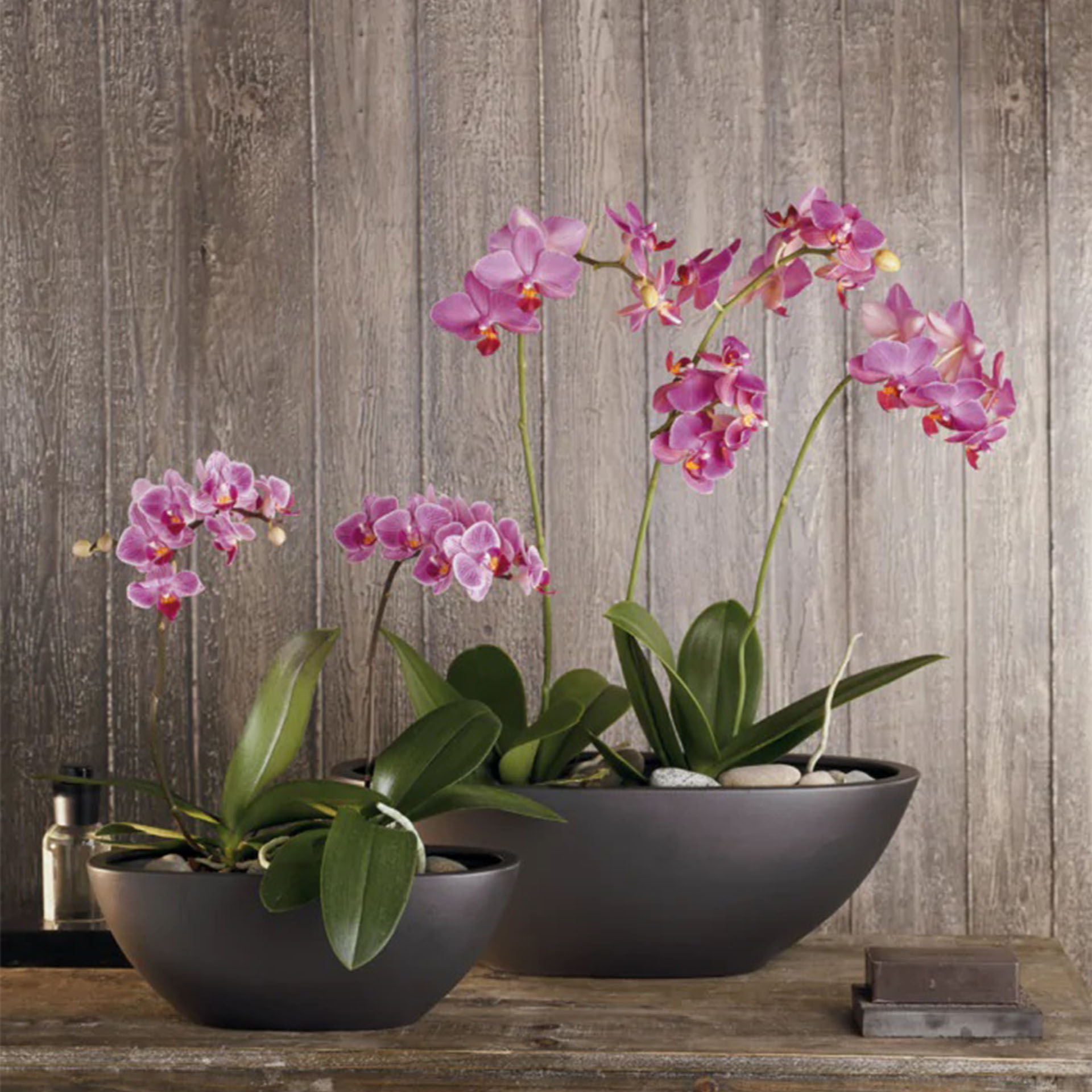 mit rosa Orchideen bepflanzte Schalen