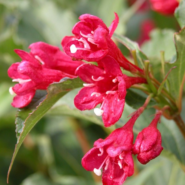 Weigelia 'Red Prince'