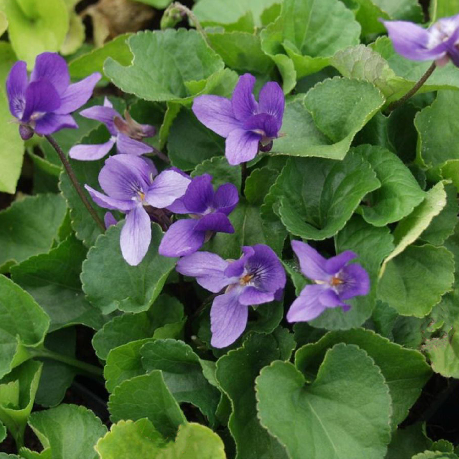 Blume, Pflanze, Geranie