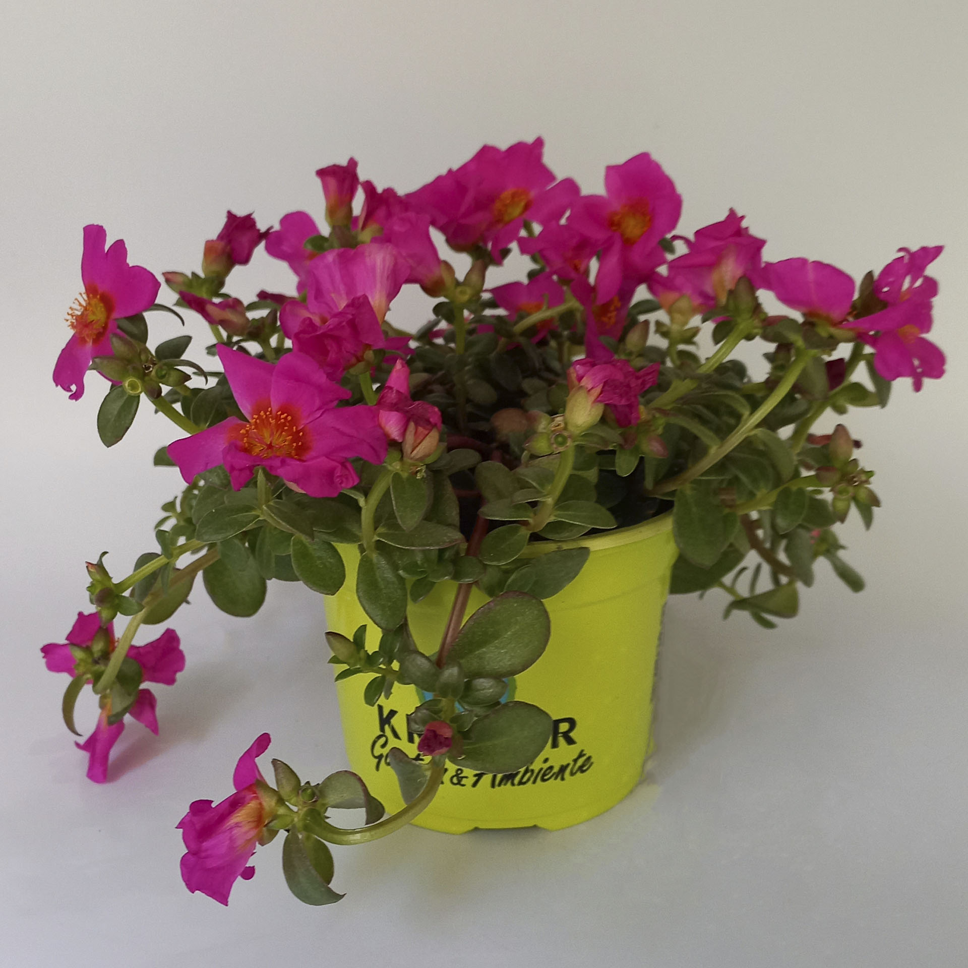 Portulakröschen - Portulaca grandiflora 'Cupcake Purple', 12cm Topf