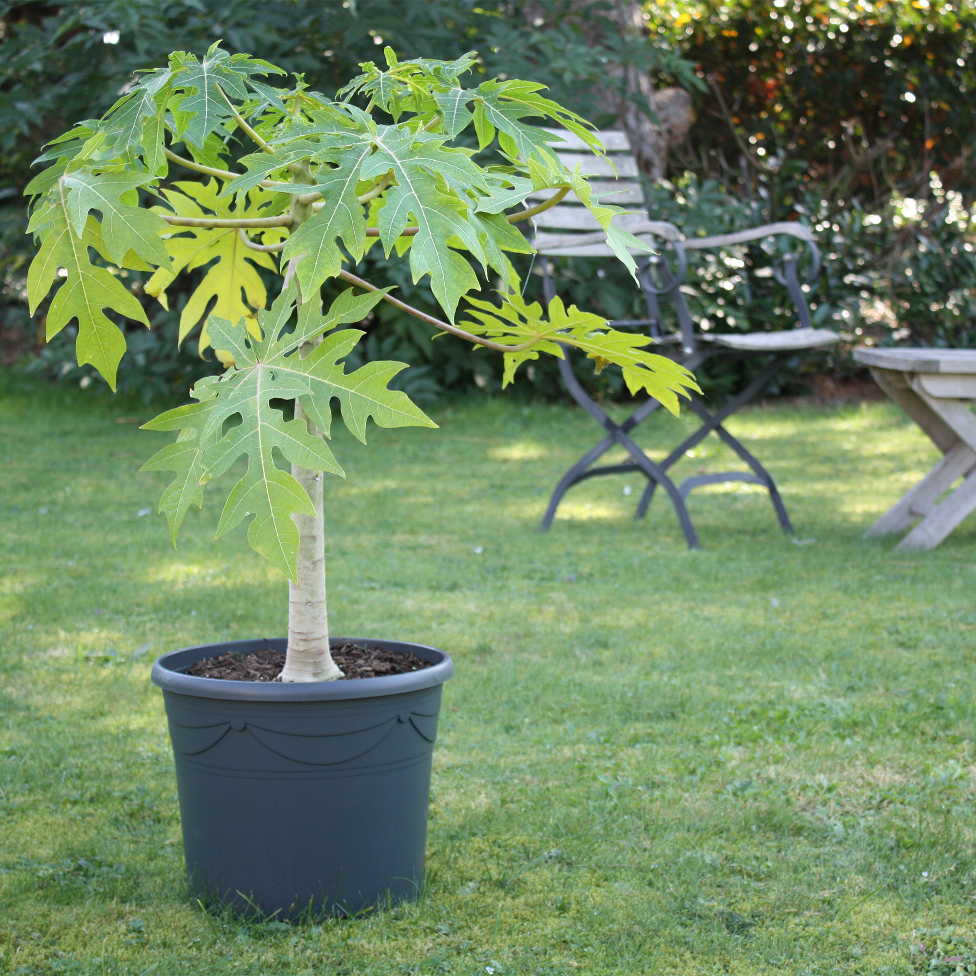 BIO Papaya Papayapflanze