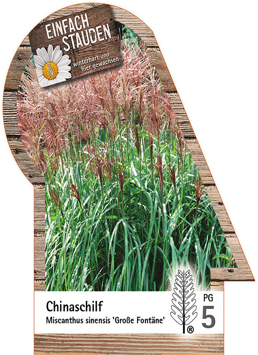Chinaschilf - Miscanthus sinensis 'Große Fontäne'