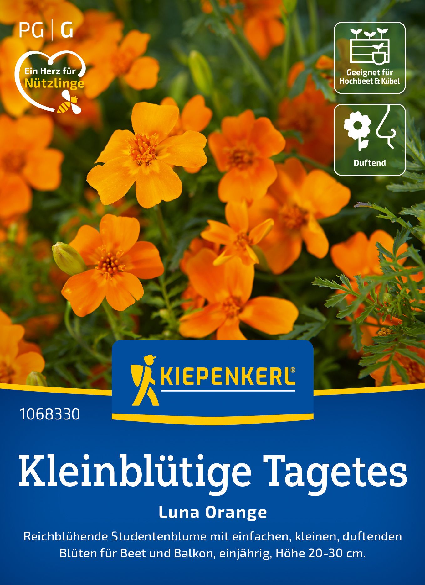 Werbung, Plakat, Kräuter, Blume, Blütenblatt