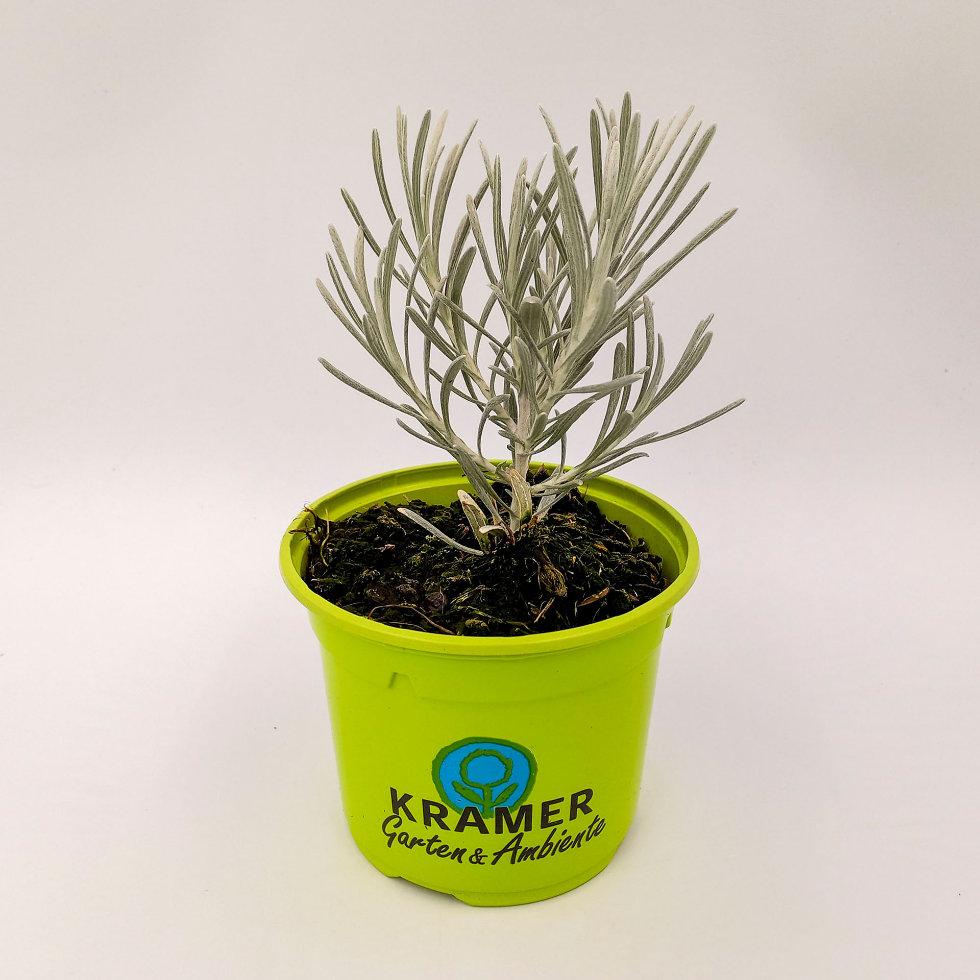 Strohblume Weißes Wunder Schnee-Currykraut genannt winterharte Staude