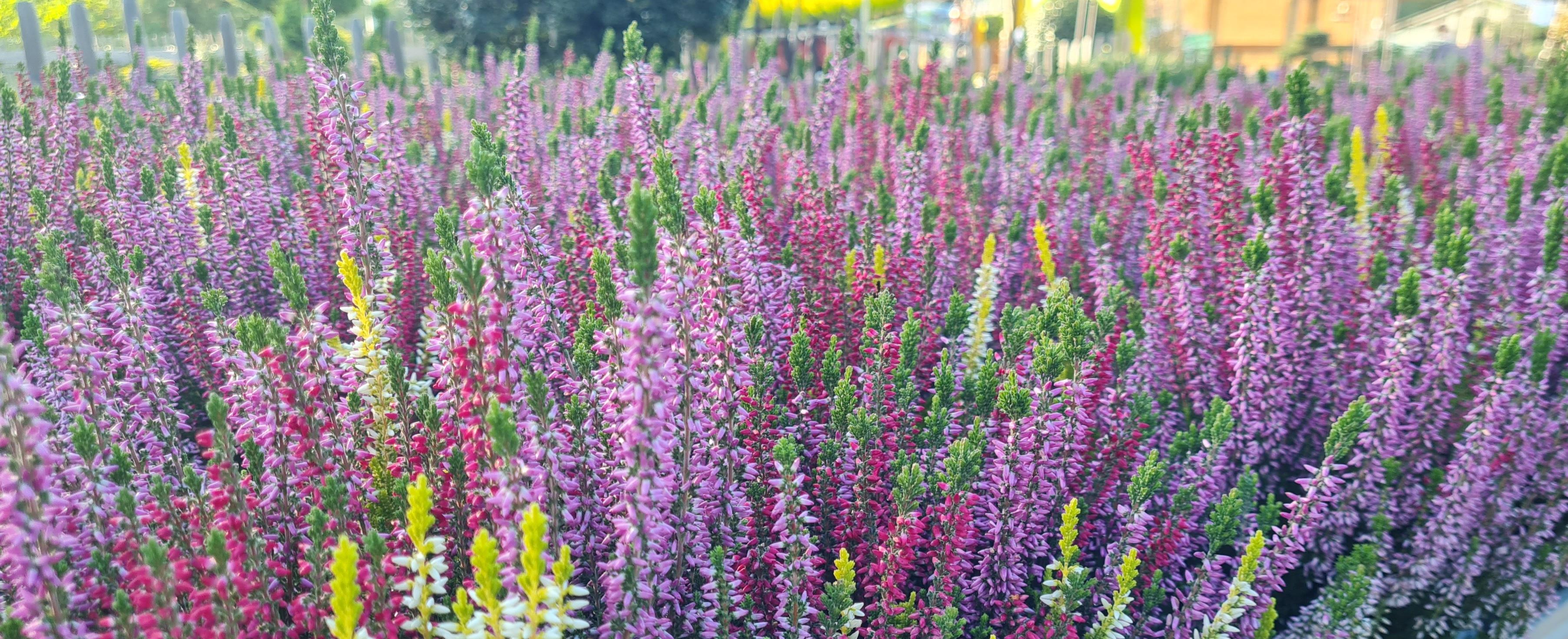 Calluna - Besenheide - Trio