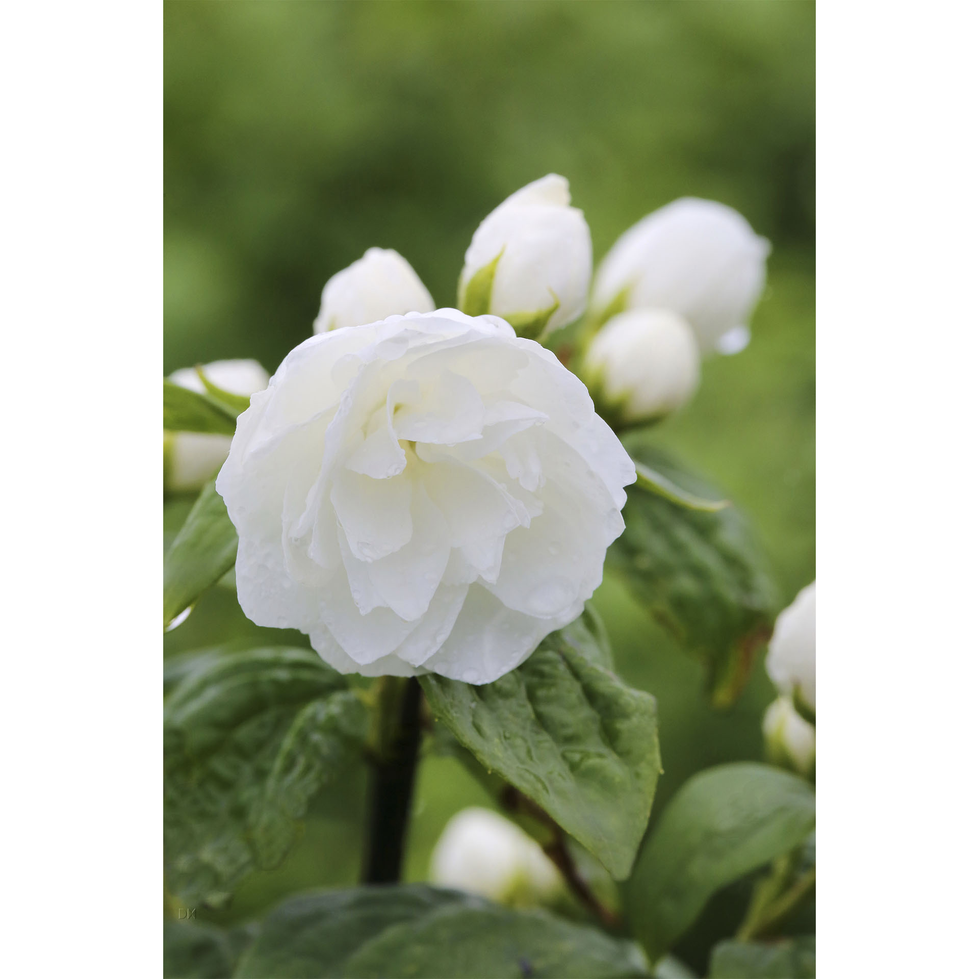 weiße Blüte des Gartenjasmin Schneesturm