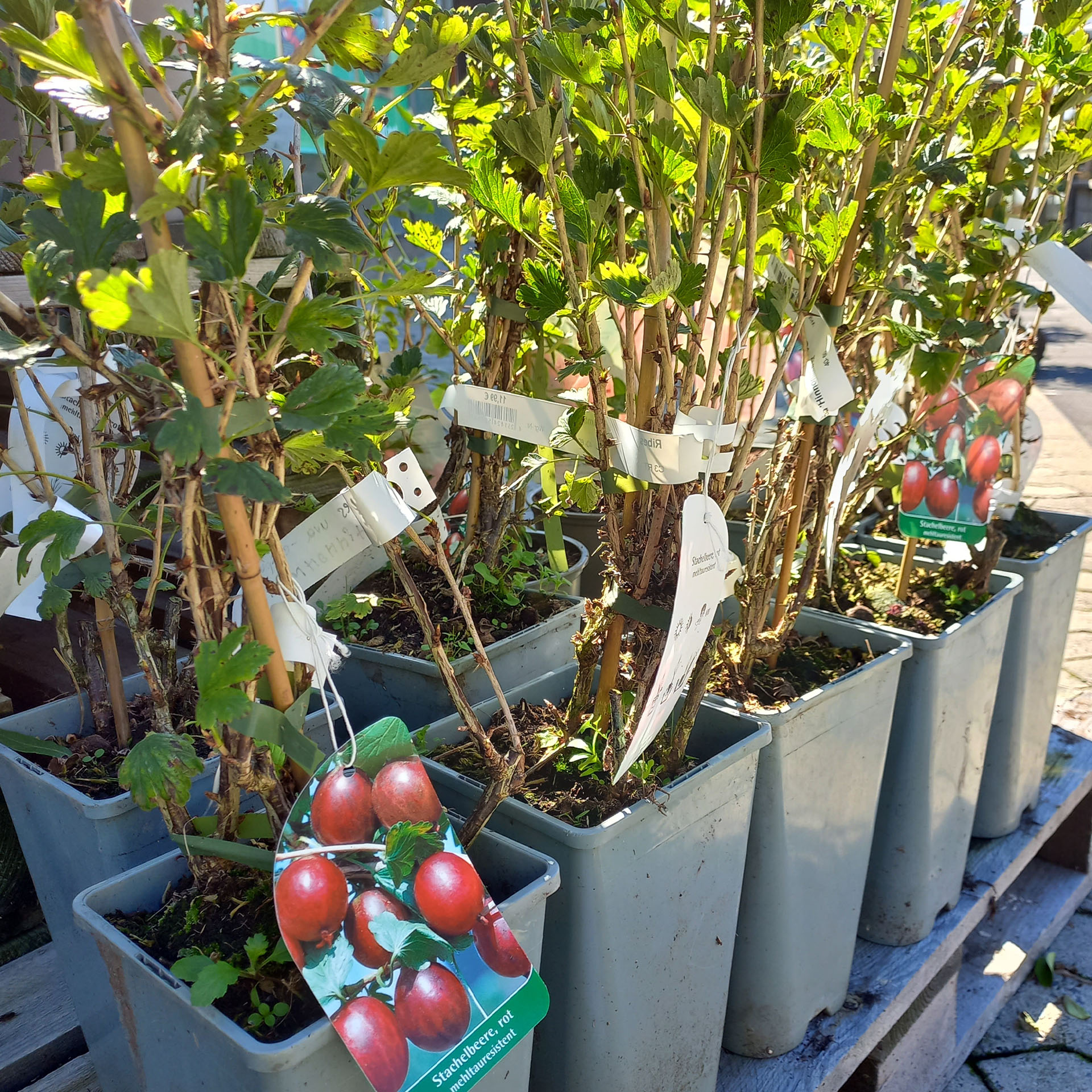 Pflanze im Topf mit Pflanzschild