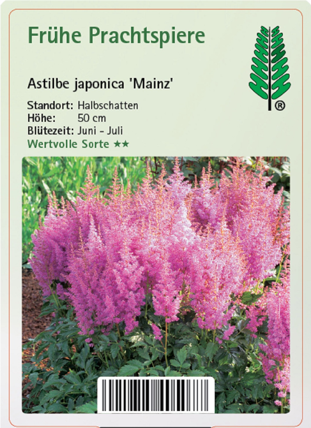 Prachtspiere - Astilbe japonica 'Mainz', 11cm Topf