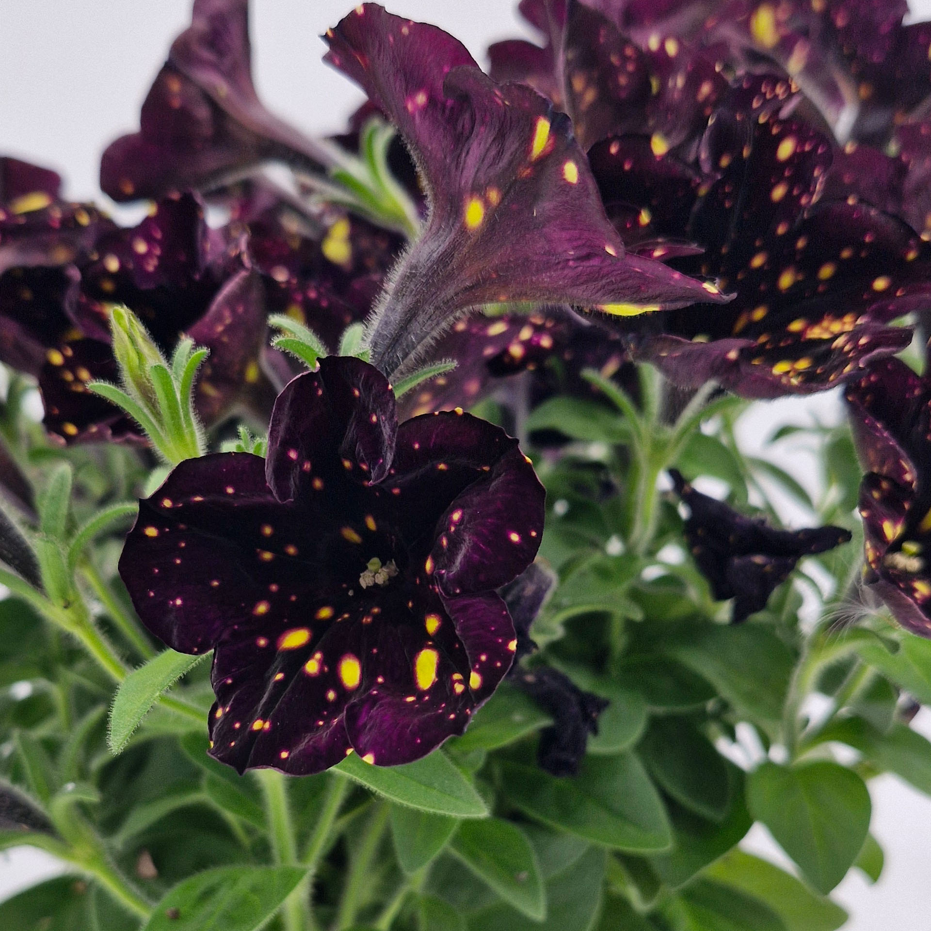 Petunie - Surfinia 'Sweetunia® Sparkling Night', 12cm Topf