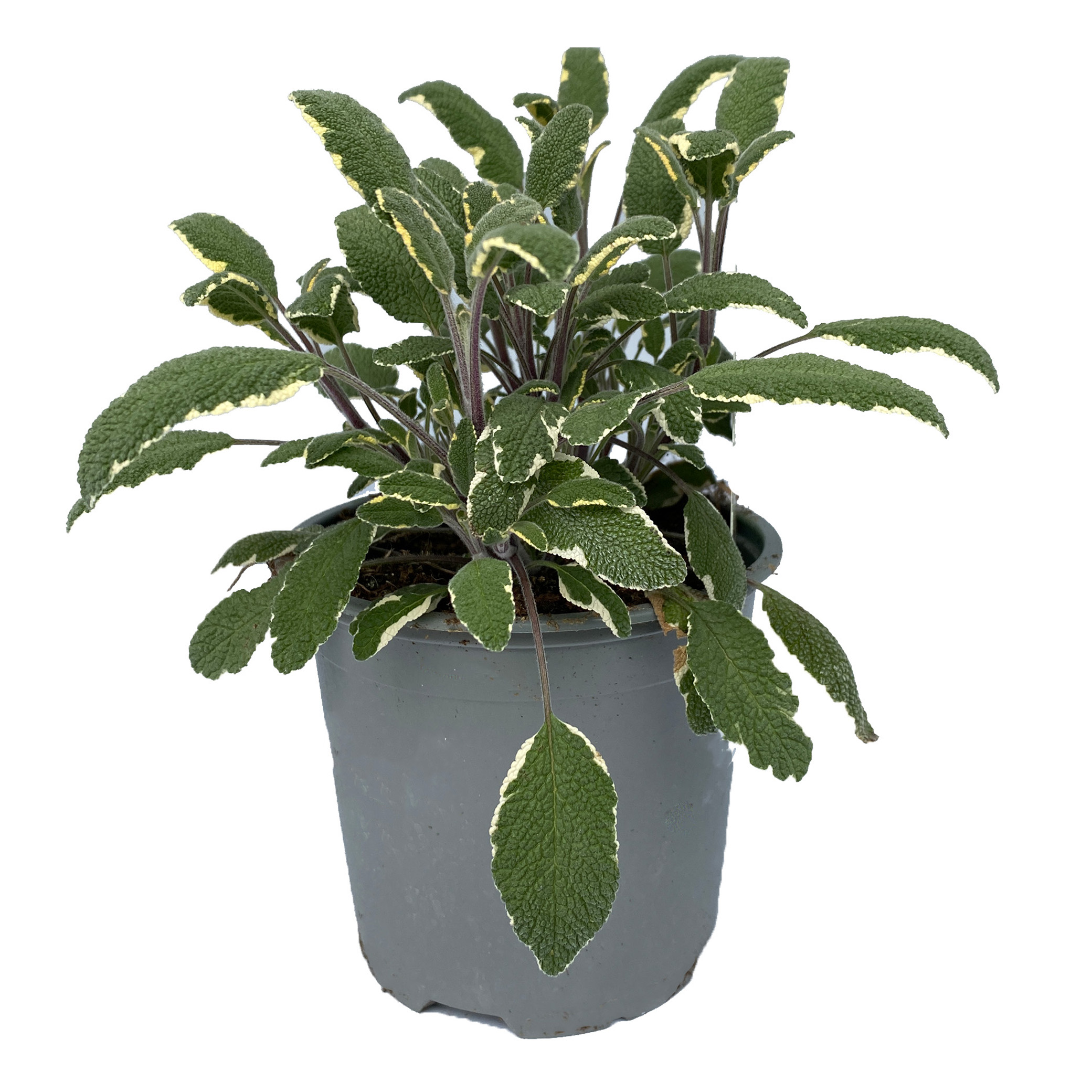 Salbei buntblättrig Gewürzpflanze Gewürz Kräuter Küchenkräuter Küchengewürz