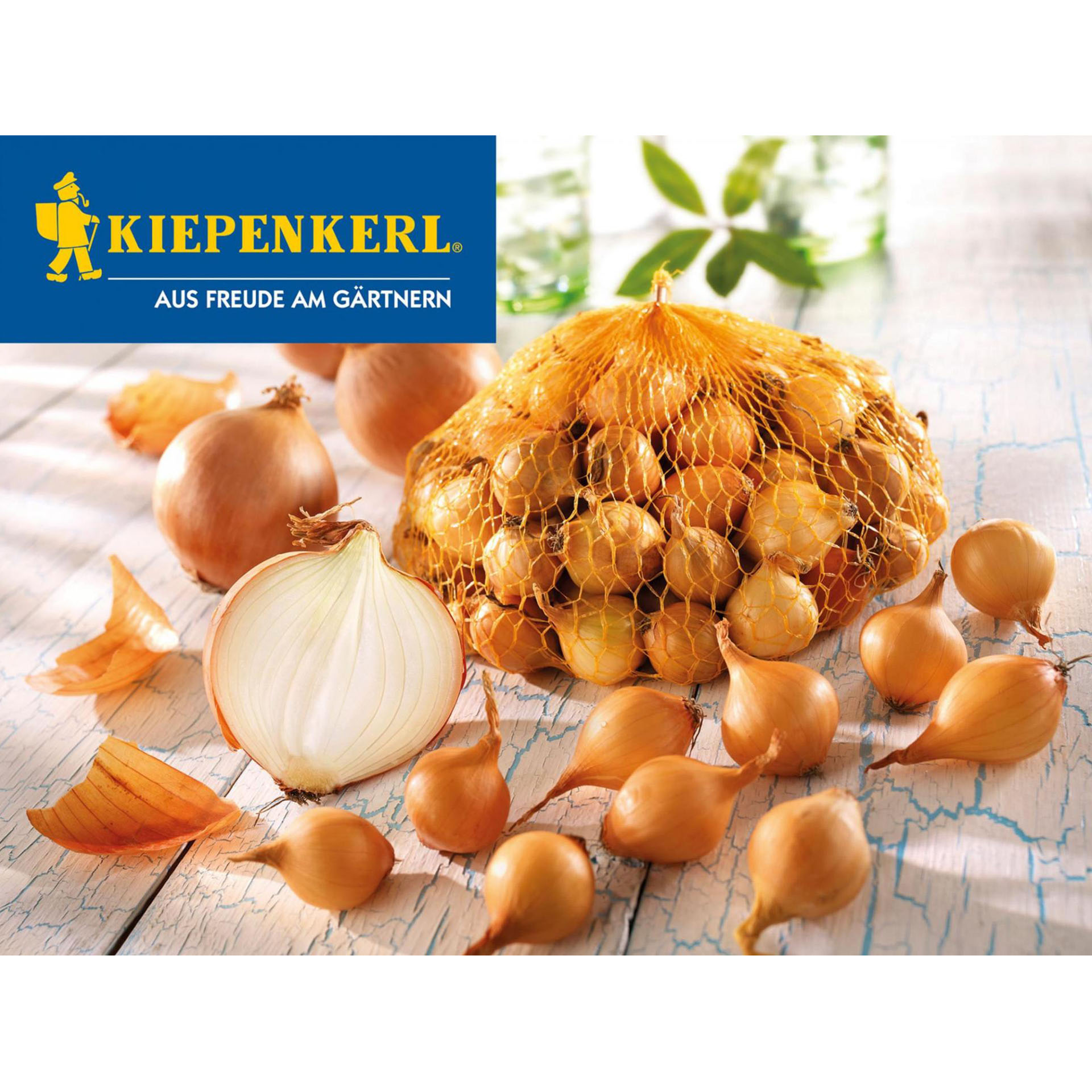 Steckzwiebeln schmackhaft haltbar Gemüseanbau